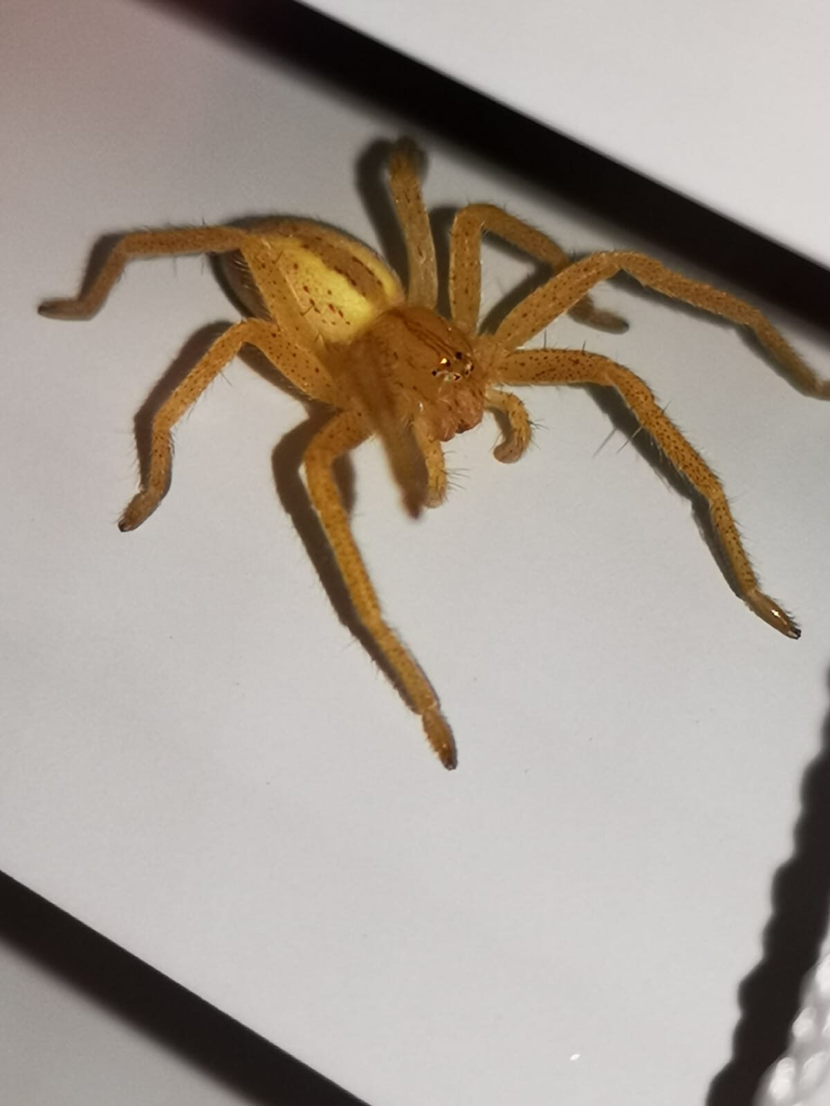 Valokuvaaja: Riku Nevalainen