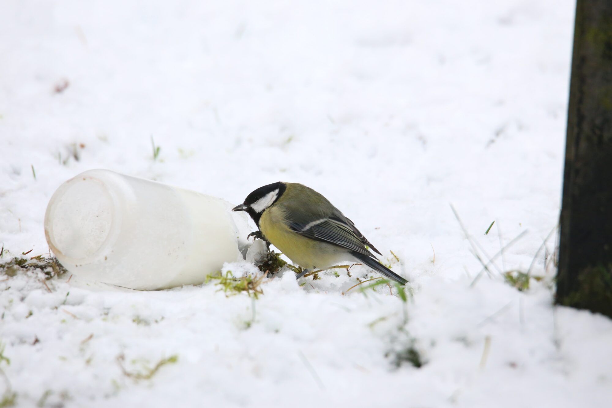 Valokuvaaja: Jaana Saarelainen