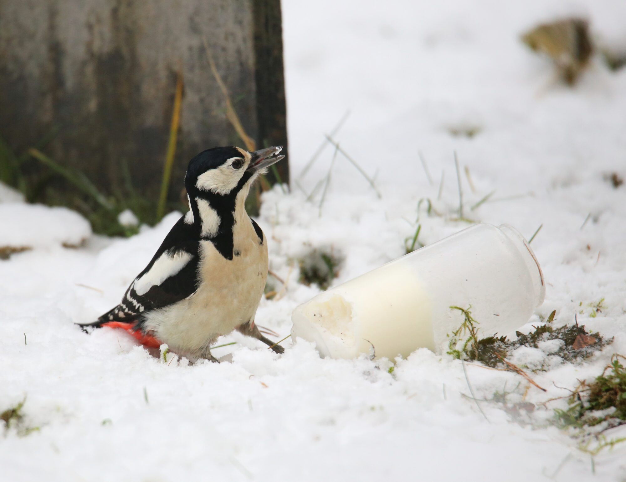 Valokuvaaja: Jaana Saarelainen
