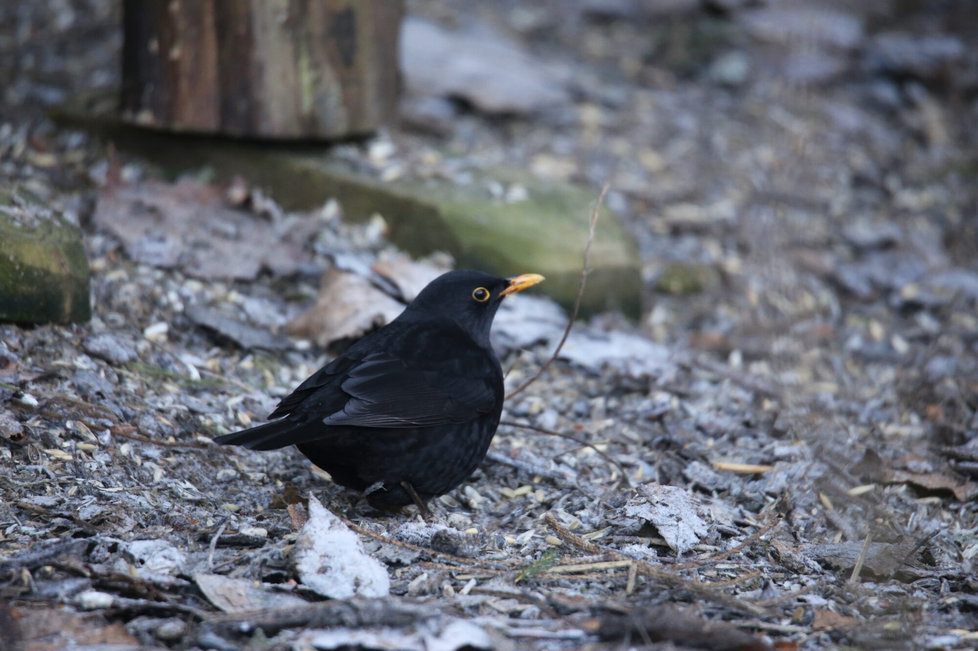 Valokuvaaja: Jaana Saarelainen