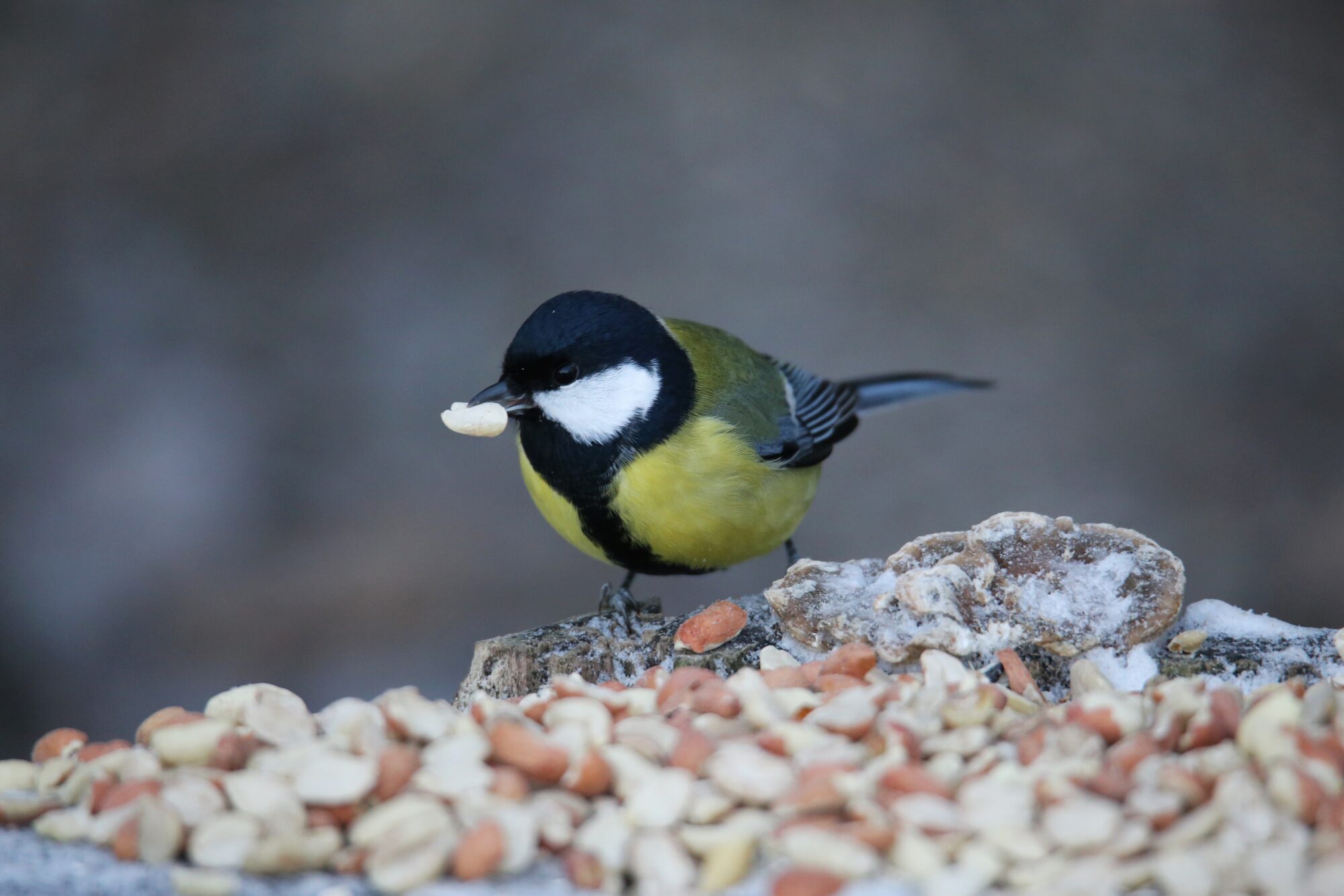 Valokuvaaja: Jaana Saarelainen