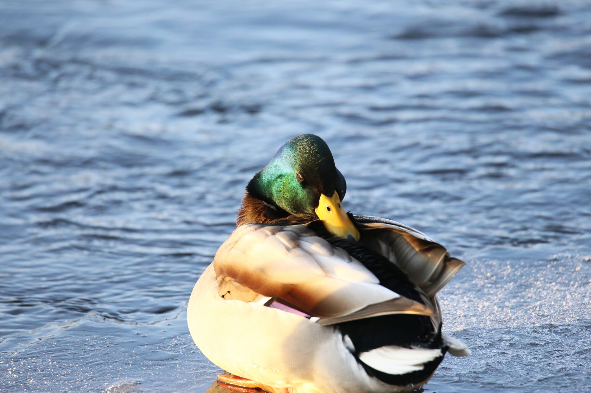 Valokuvaaja: Jaana Saarelainen Valokuvaaja: Jaana Saarelainen