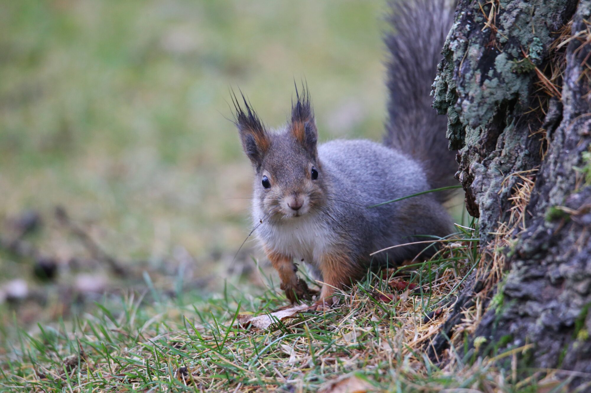 Valokuvaaja: Jaana Saarelainen Valokuvaaja: Jaana Saarelainen