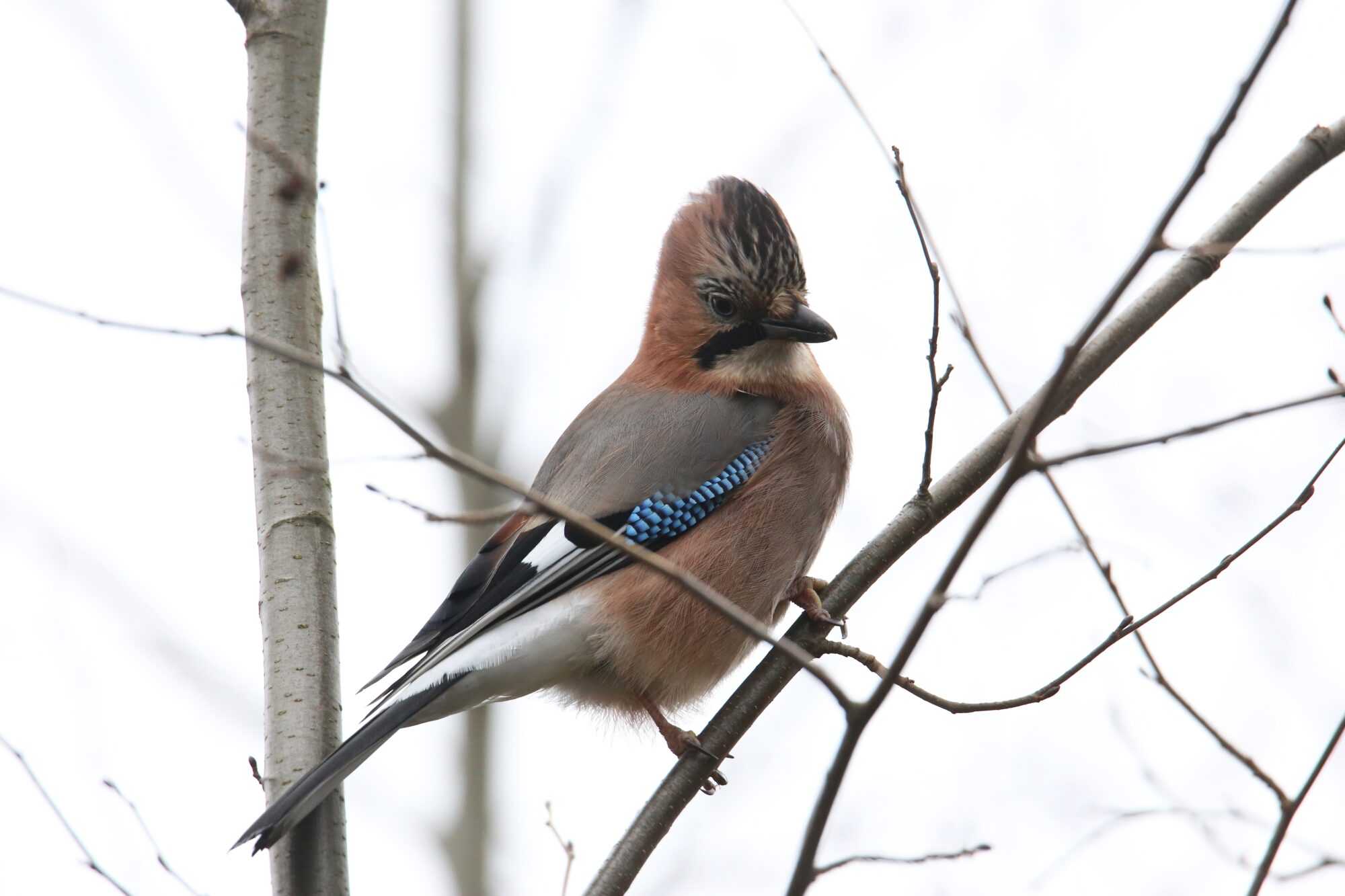 Valokuvaaja: Jaana Saarelainen