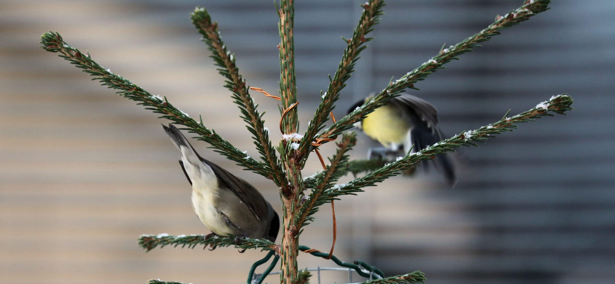 Valokuvaaja: Ahti Keränen