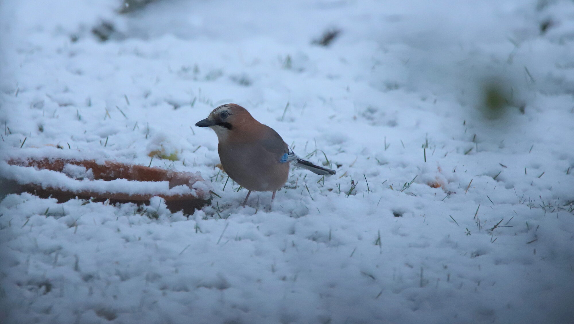 Valokuvaaja: sirpa Jyske
