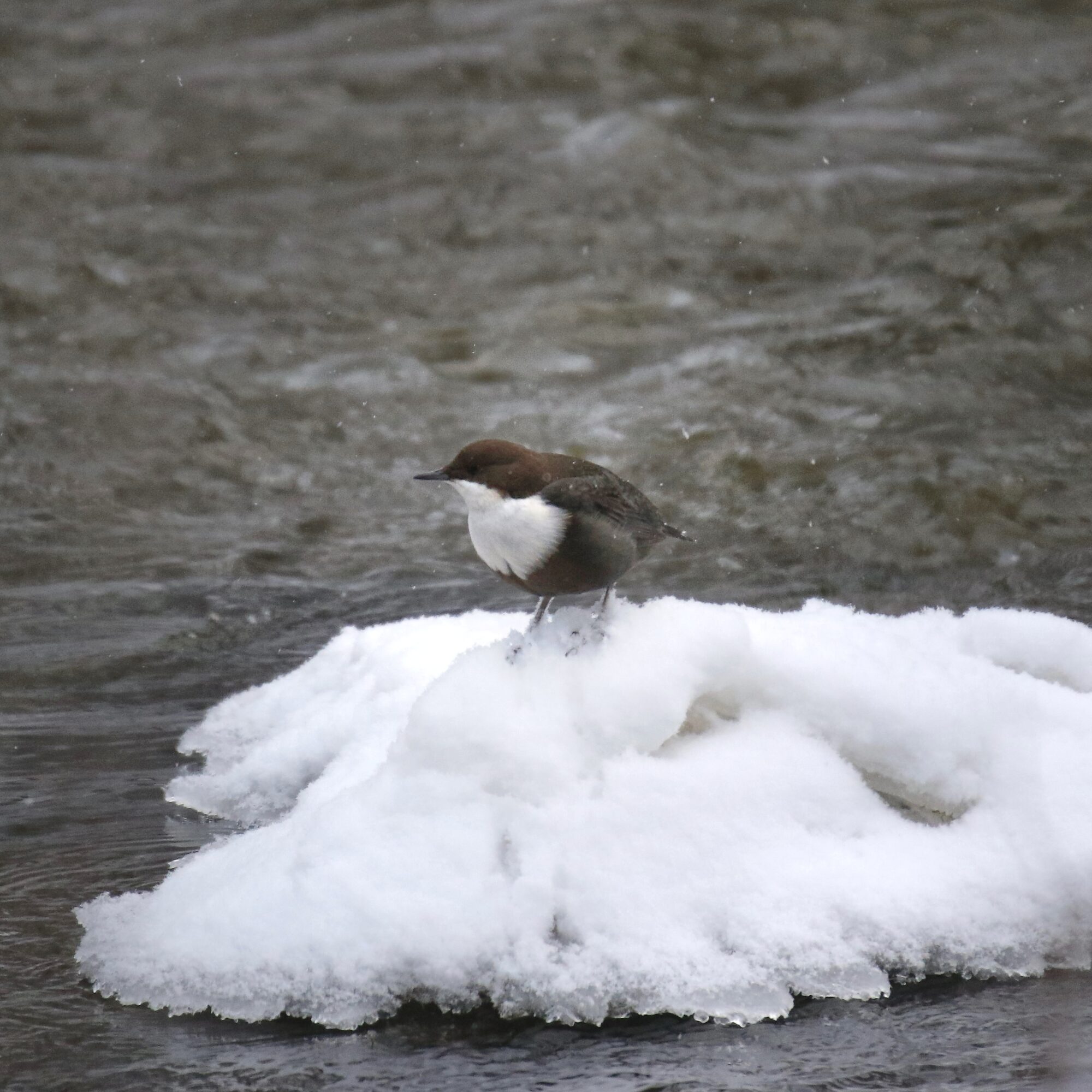 Valokuvaaja: Mikko Siikavesi Valokuvaaja: Mikko Siikavesi