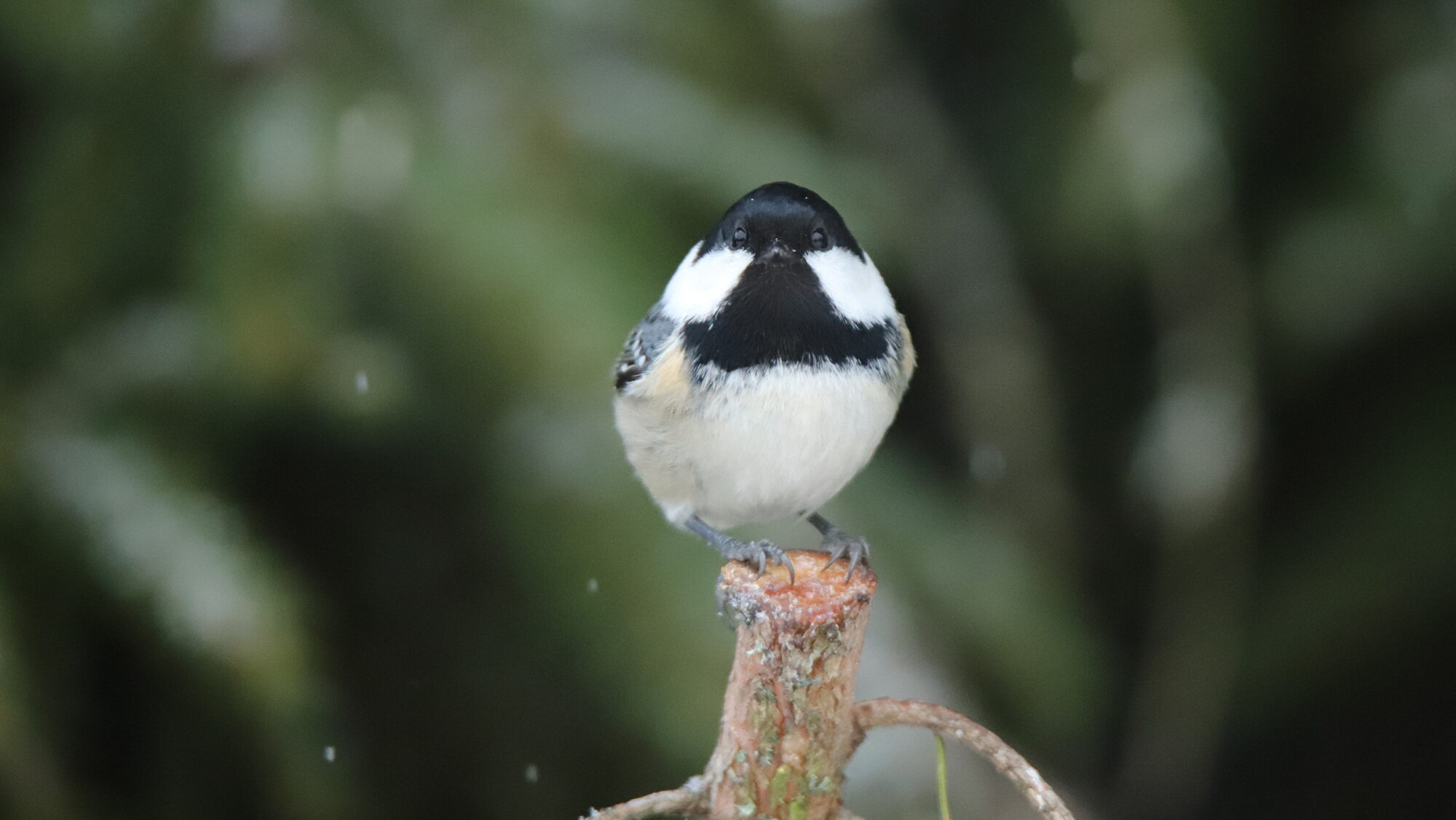 Valokuvaaja: sirpa Jyske