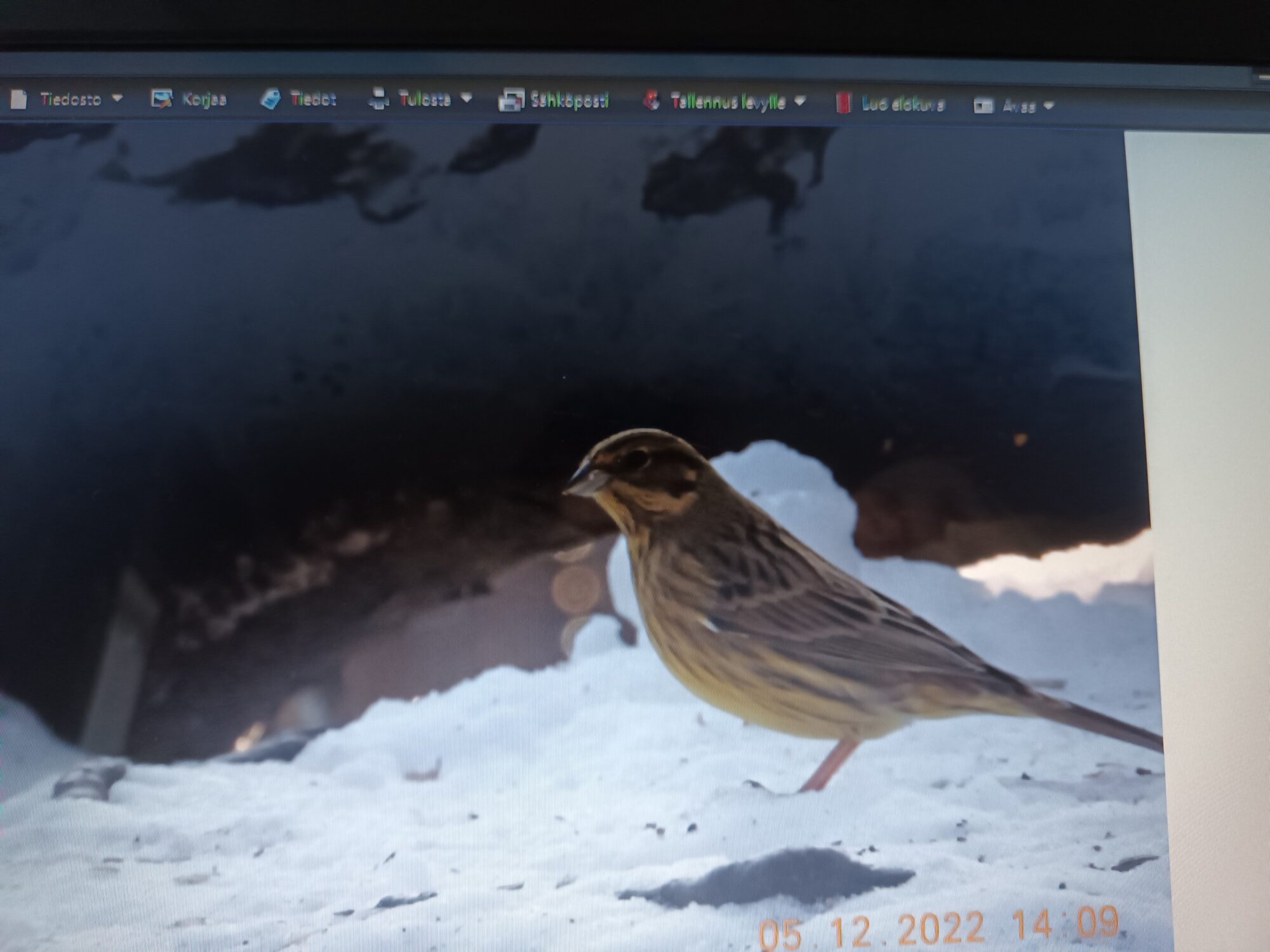 Valokuvaaja: Alvar Ilmonen