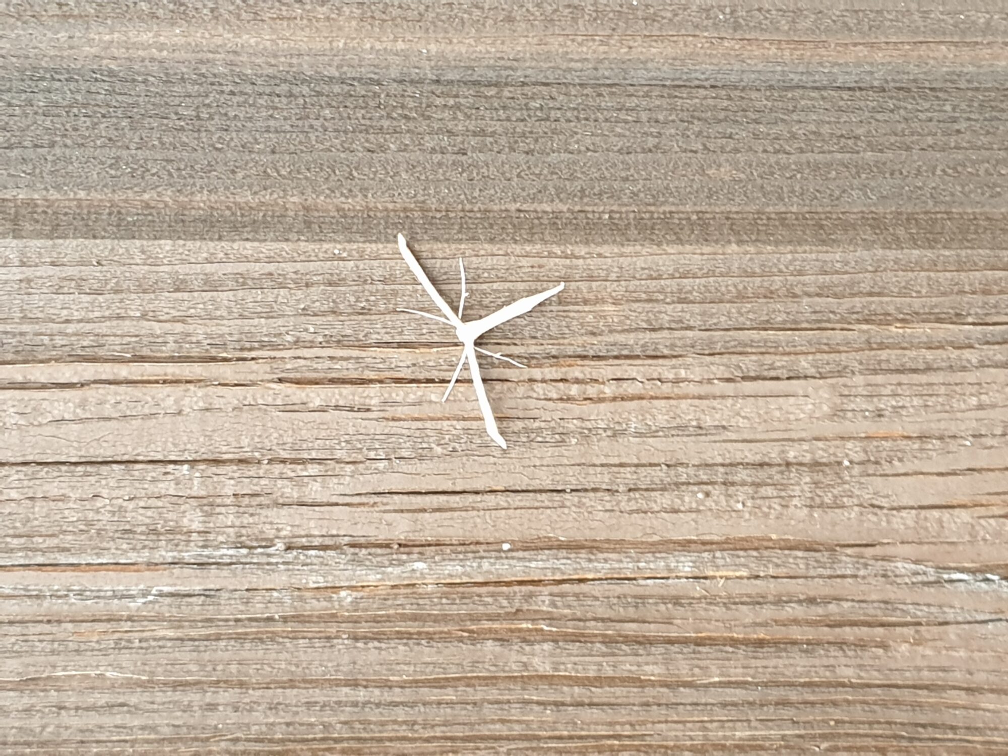 Valokuvaaja: Seppo Salomaa