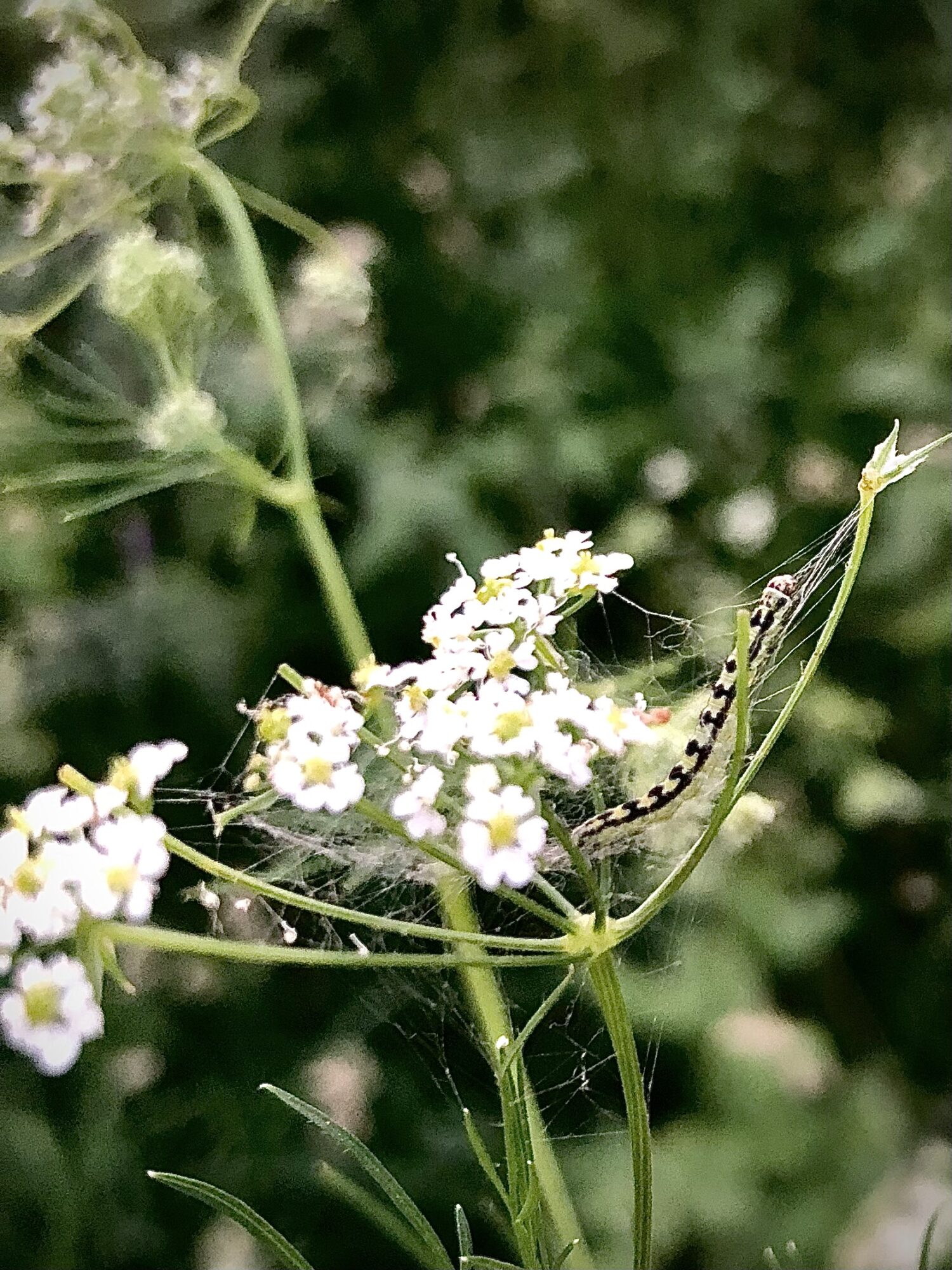 Valokuvaaja: Arja Reiman