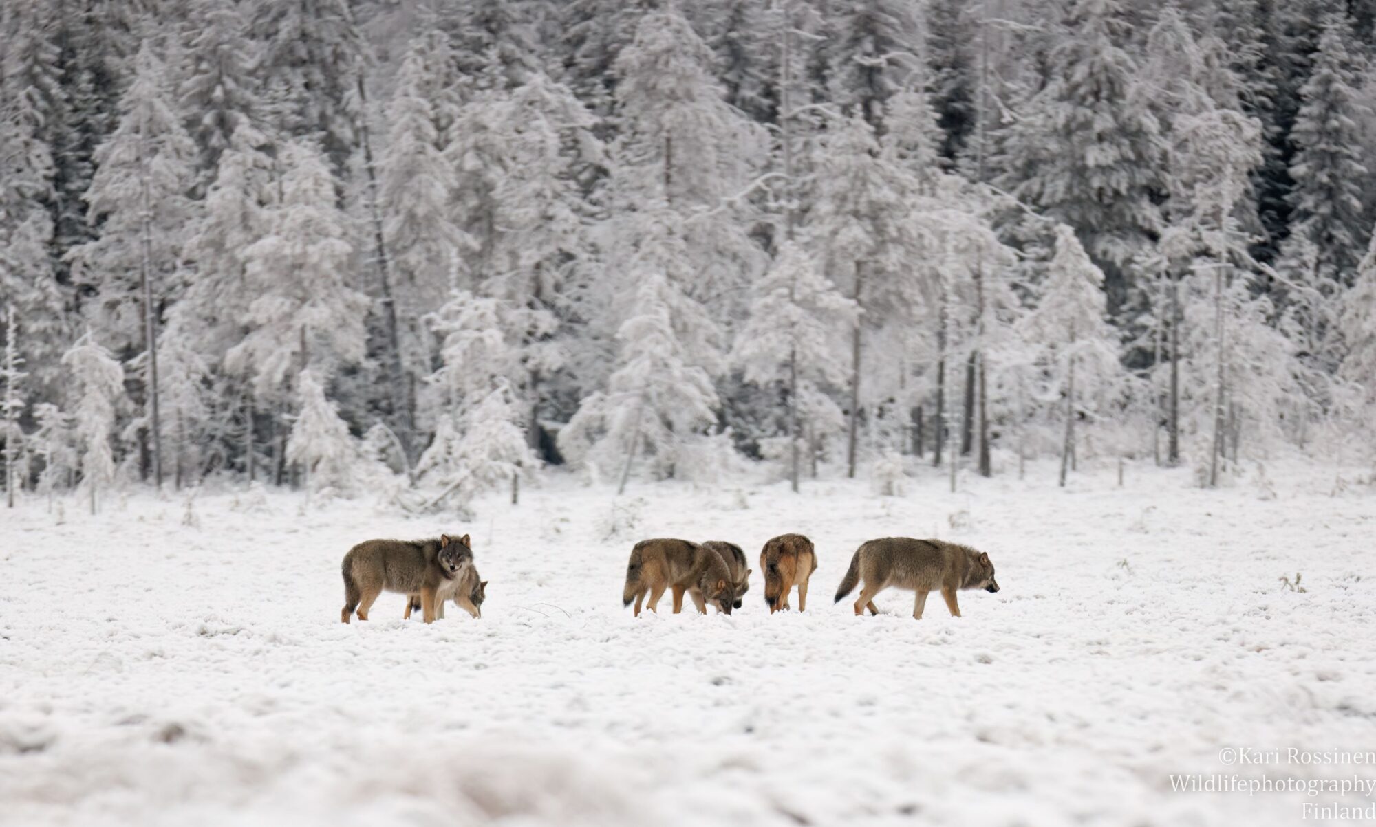 Valokuvaaja: Kari Rossinen