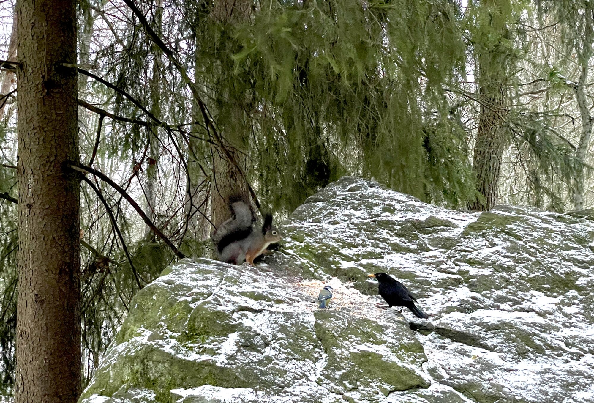 Valokuvaaja: Juhani Peltonen Valokuvaaja: Juhani Peltonen