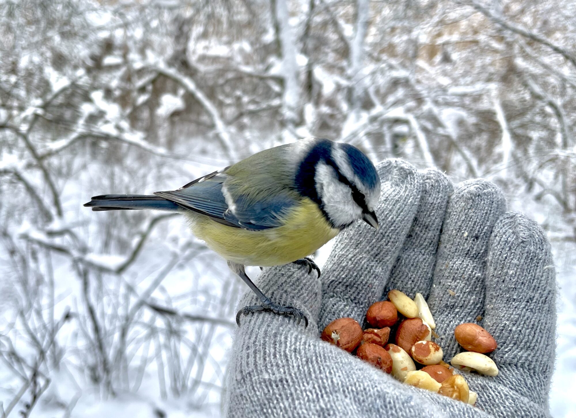Valokuvaaja: Juhani Peltonen Valokuvaaja: Juhani Peltonen