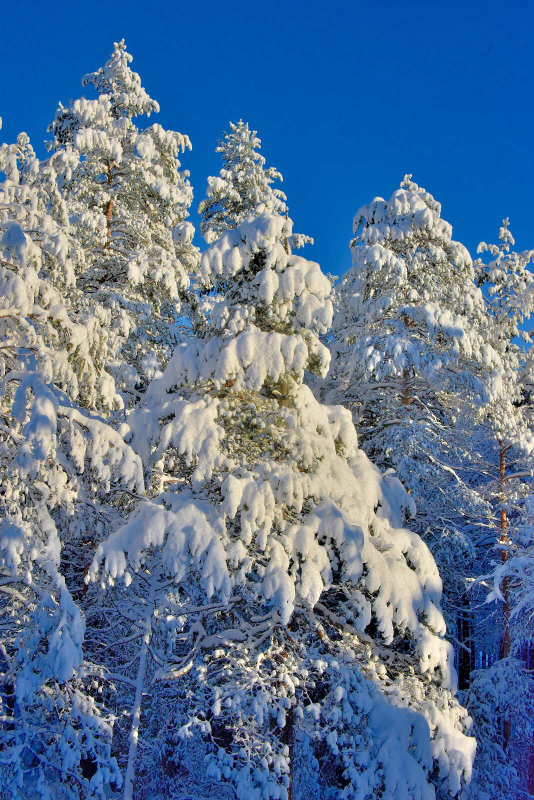 Valokuvaaja: Reijo Juurinen