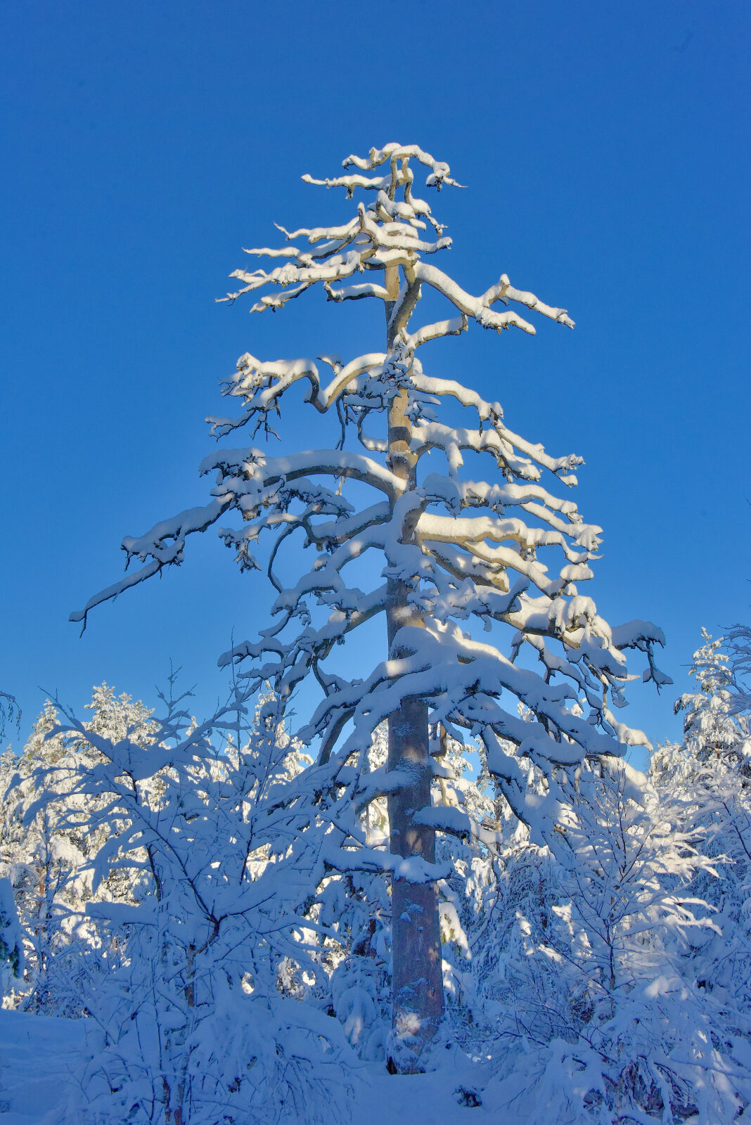 Valokuvaaja: Reijo Juurinen