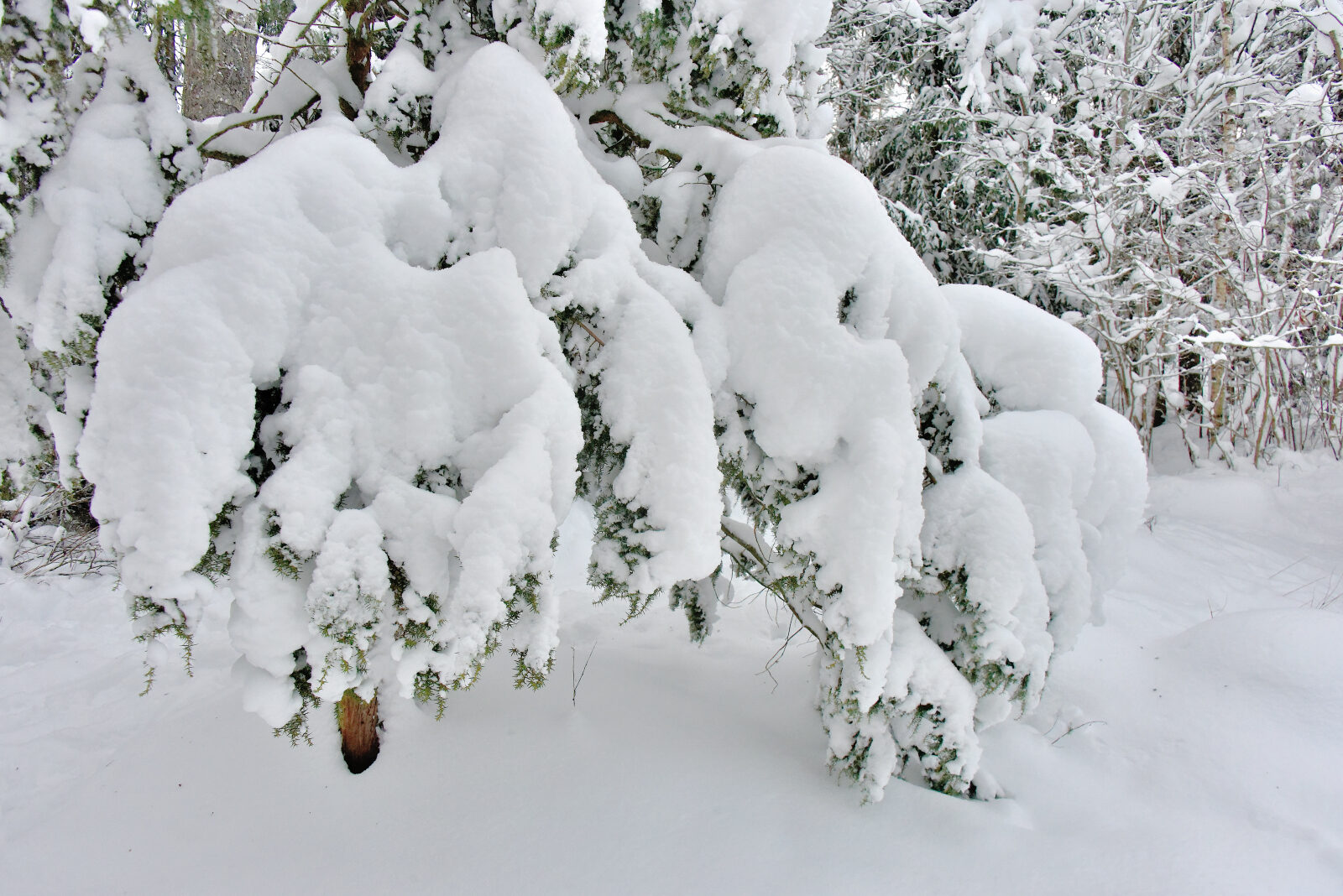 Valokuvaaja: Reijo Juurinen