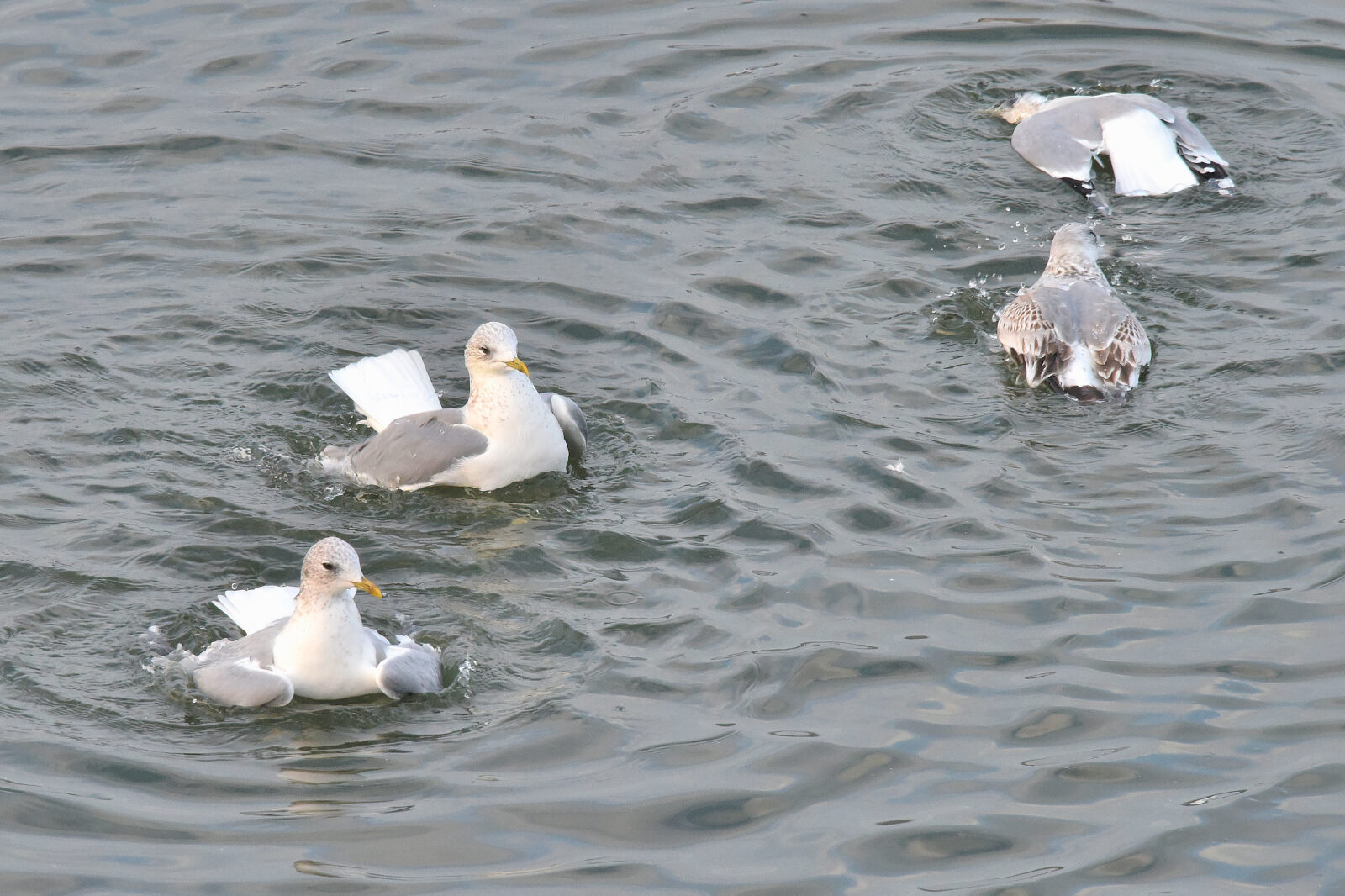 Valokuvaaja: Reijo Juurinen