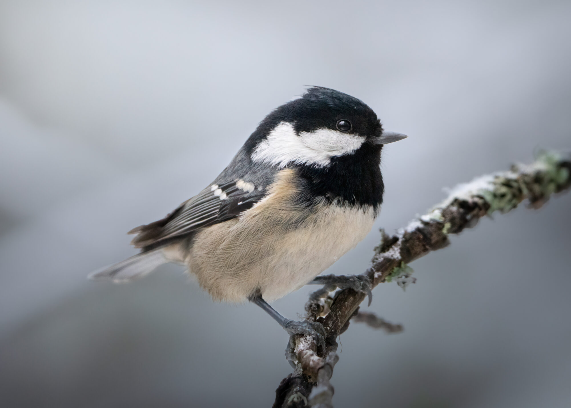 Valokuvaaja: Laura Lehtola