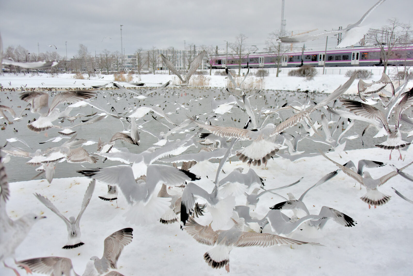 Valokuvaaja: Reijo Juurinen Valokuvaaja: Reijo Juurinen