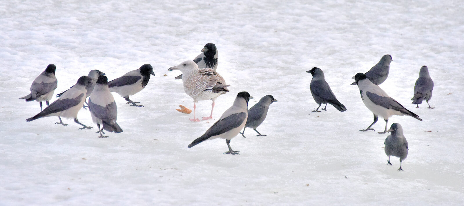 Valokuvaaja: Reijo Juurinen