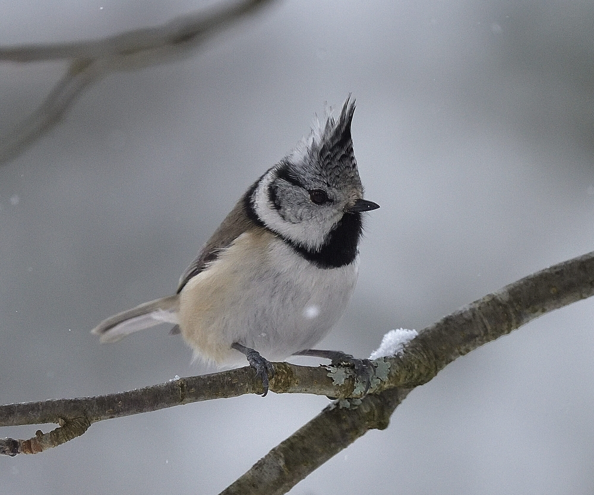 Valokuvaaja: rauno mäkinen