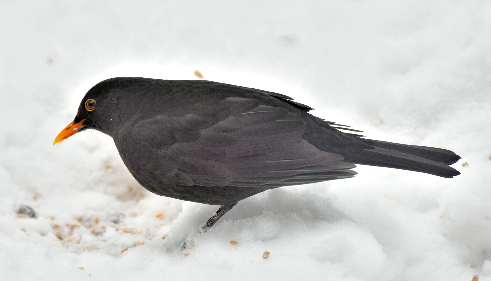Valokuvaaja: Reijo Juurinen