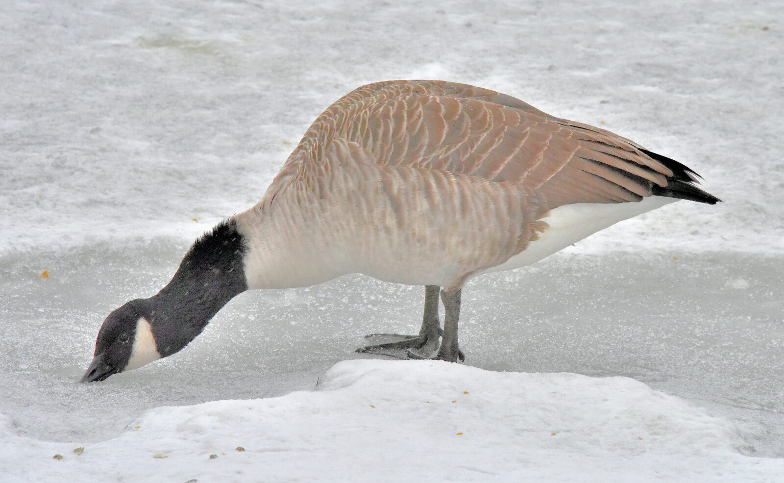 Valokuvaaja: Reijo Juurinen