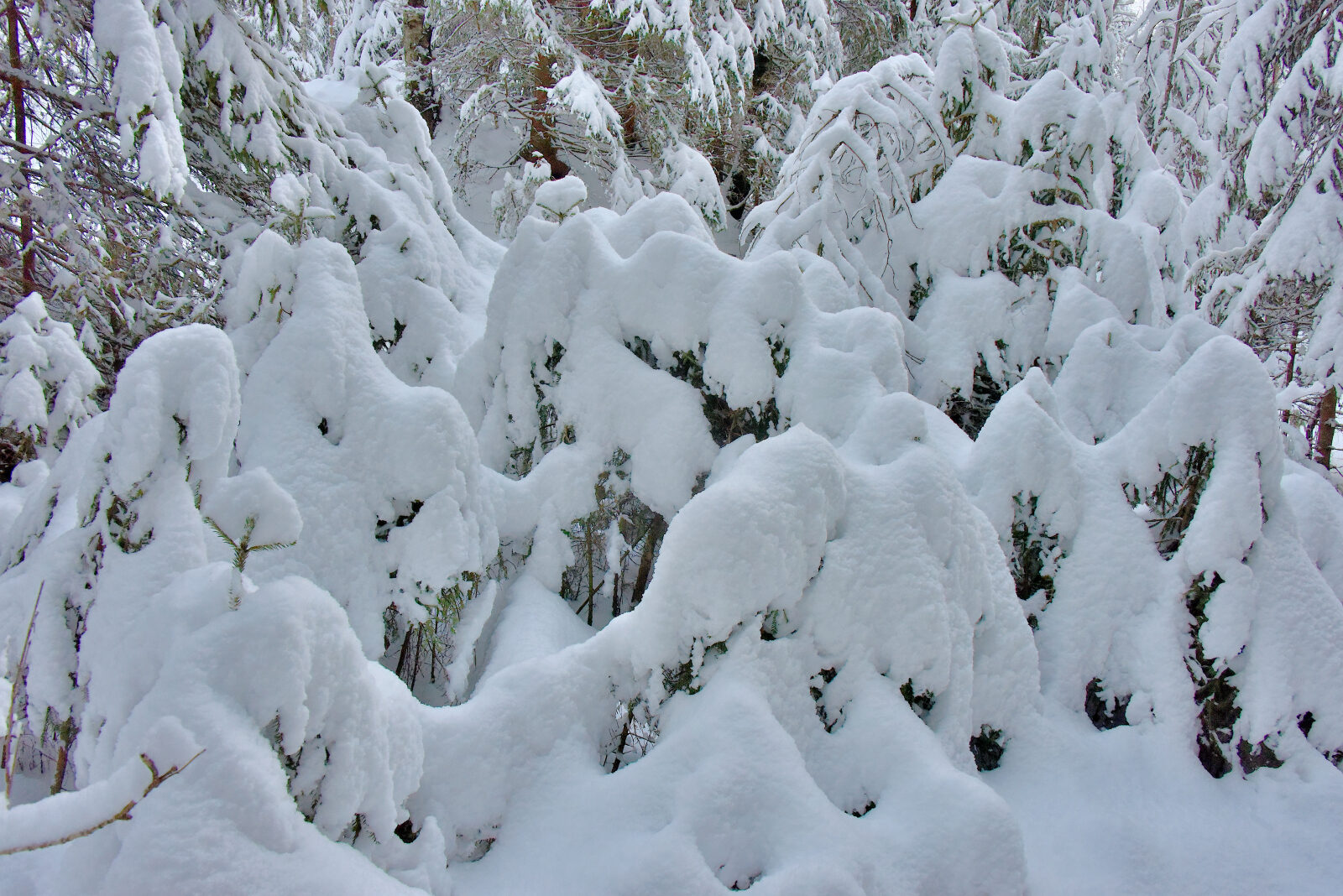 Valokuvaaja: Reijo Juurinen