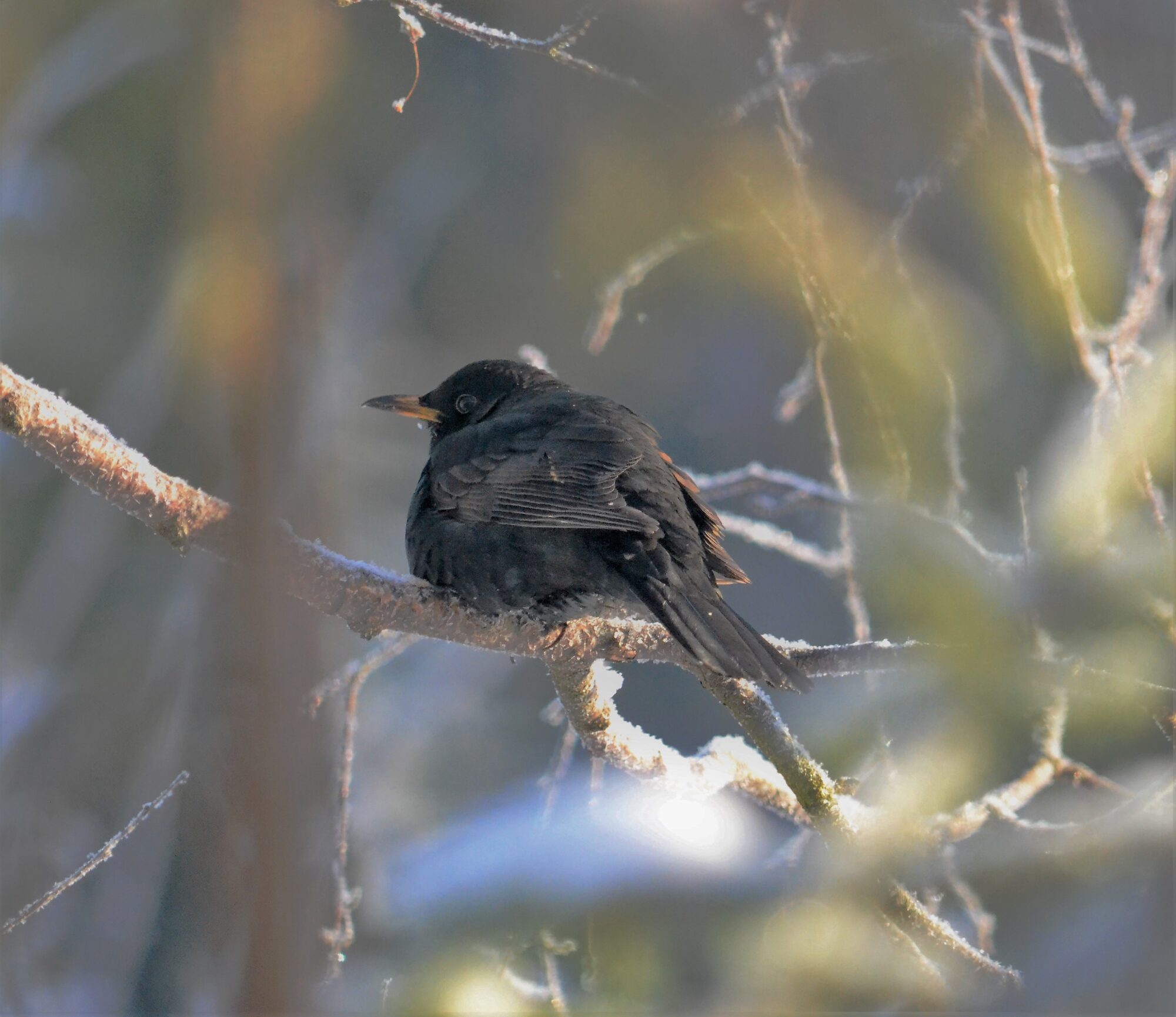 Valokuvaaja: Satu välimaa