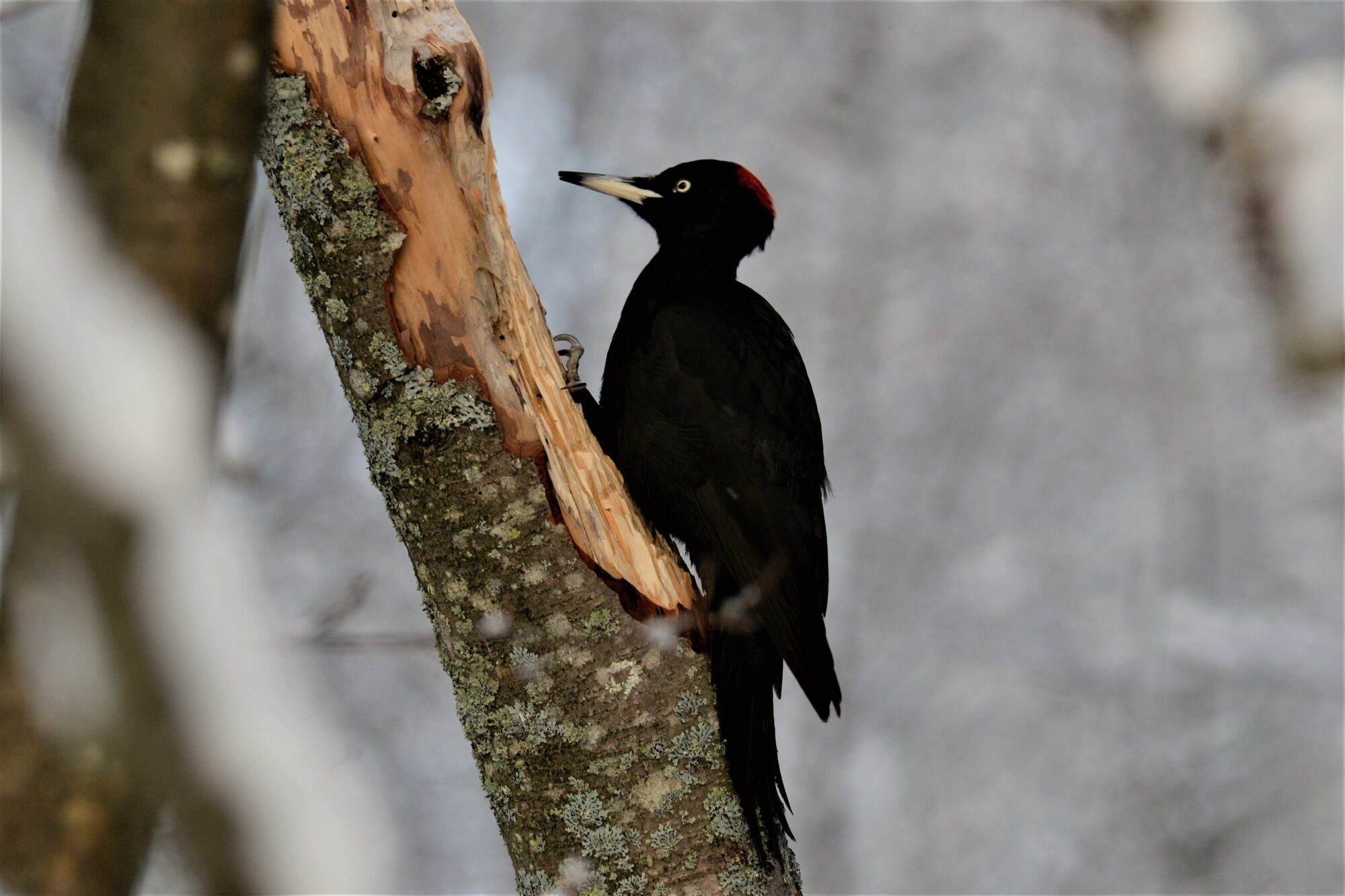 Valokuvaaja: Satu välimaa