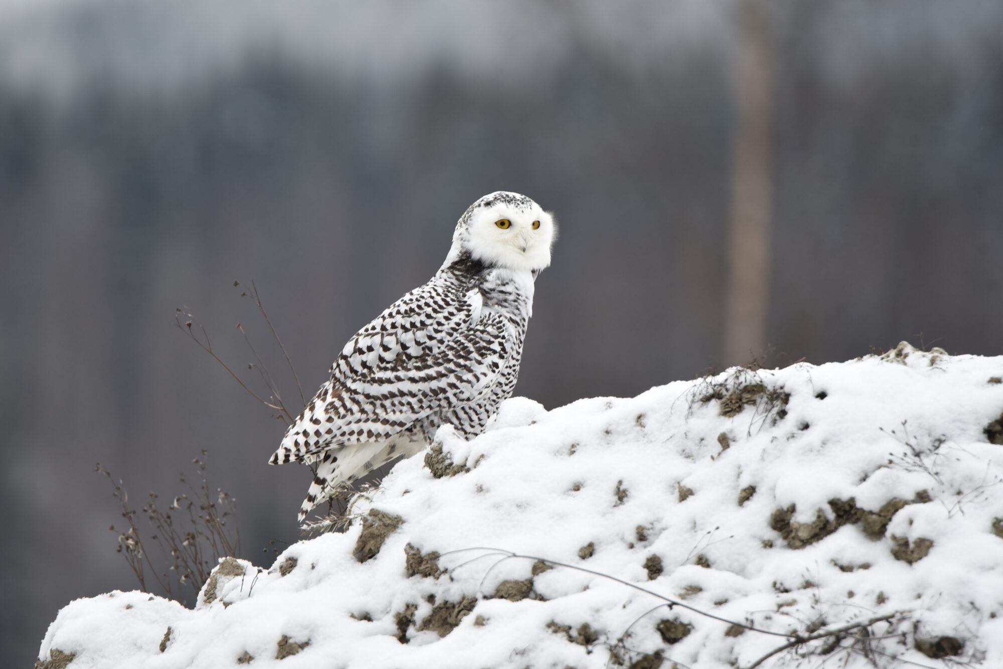 Valokuvaaja: Maarit Siitonen