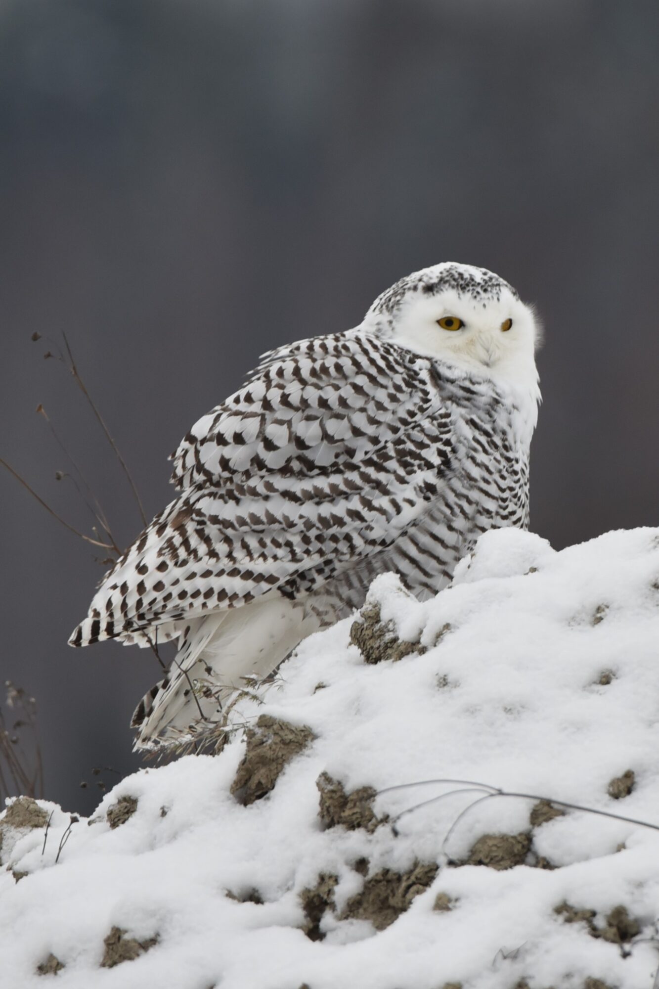 Valokuvaaja: Maarit Siitonen