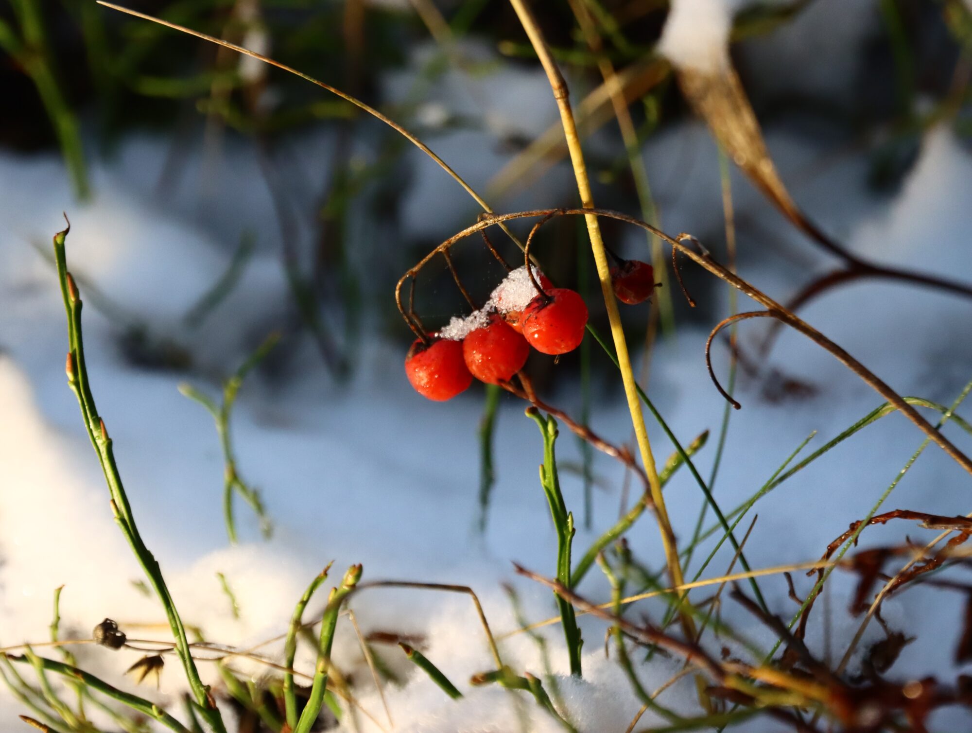Valokuvaaja: Irja Lehtinen