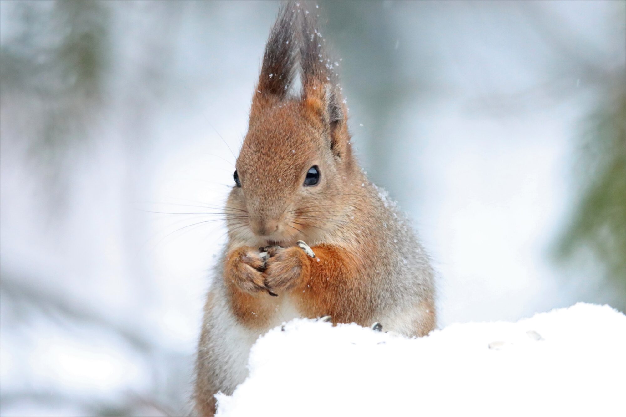 Valokuvaaja: Irja Lehtinen Valokuvaaja: Irja Lehtinen