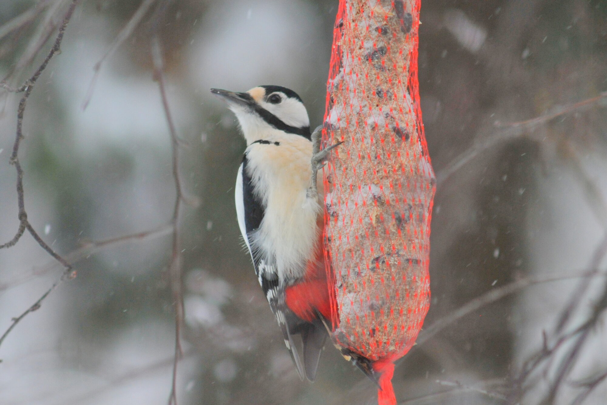 Valokuvaaja: Kaarlo Asikainen