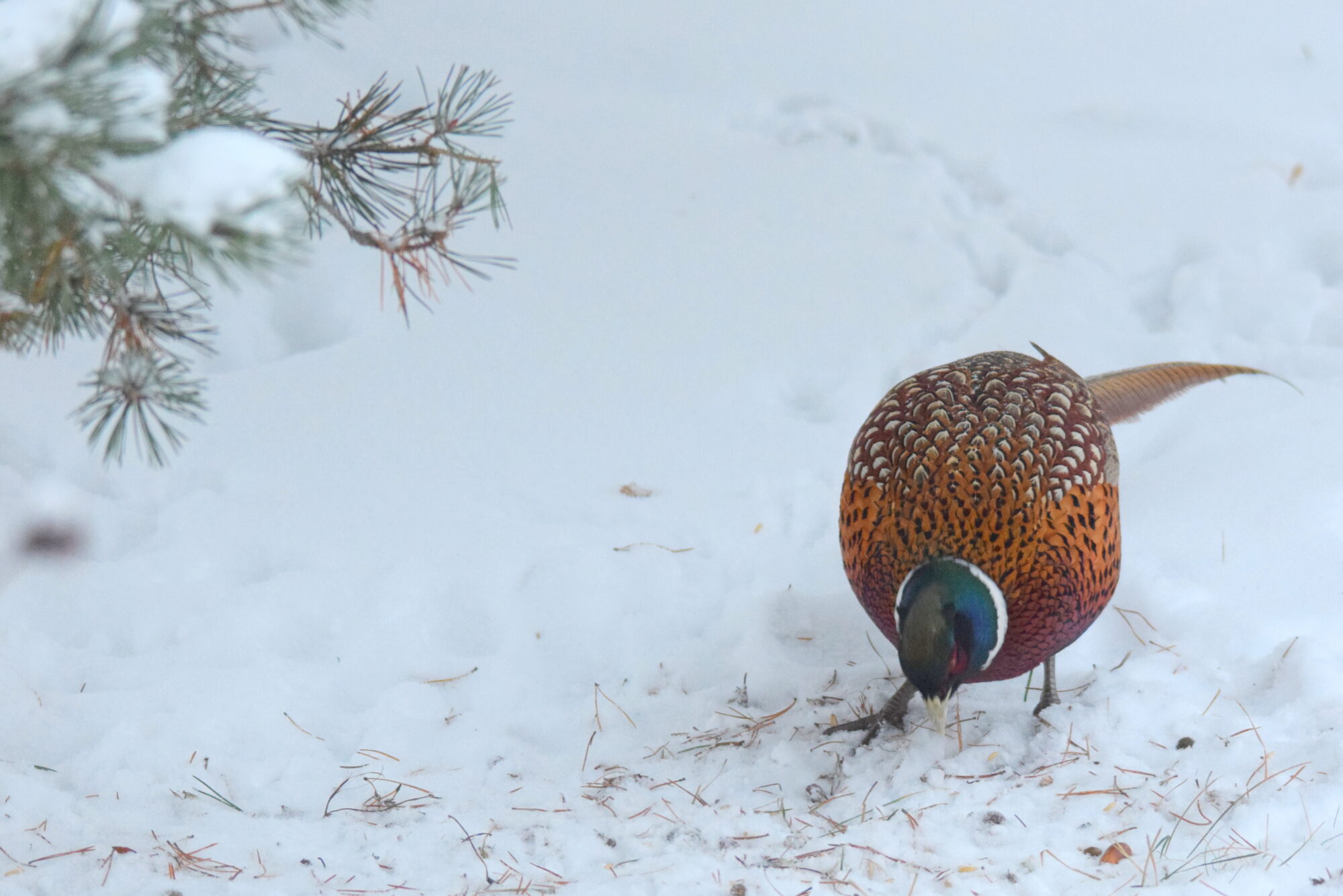 Valokuvaaja: Kaarlo Asikainen