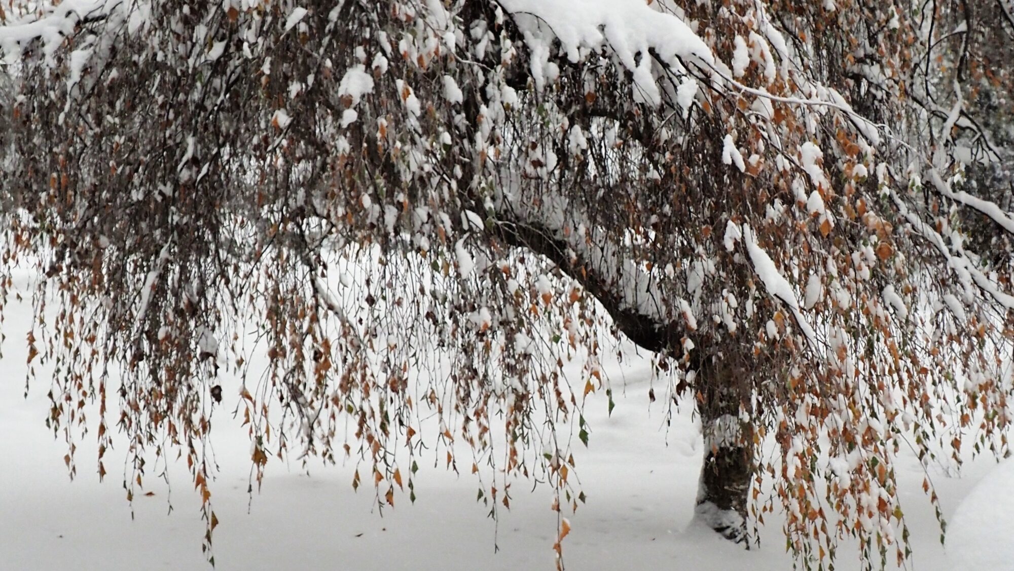 Valokuvaaja: Arja Valtonen