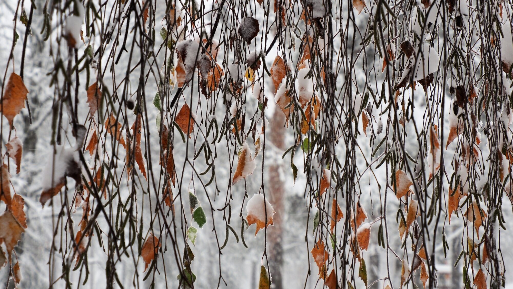 Valokuvaaja: Arja Valtonen Valokuvaaja: Arja Valtonen