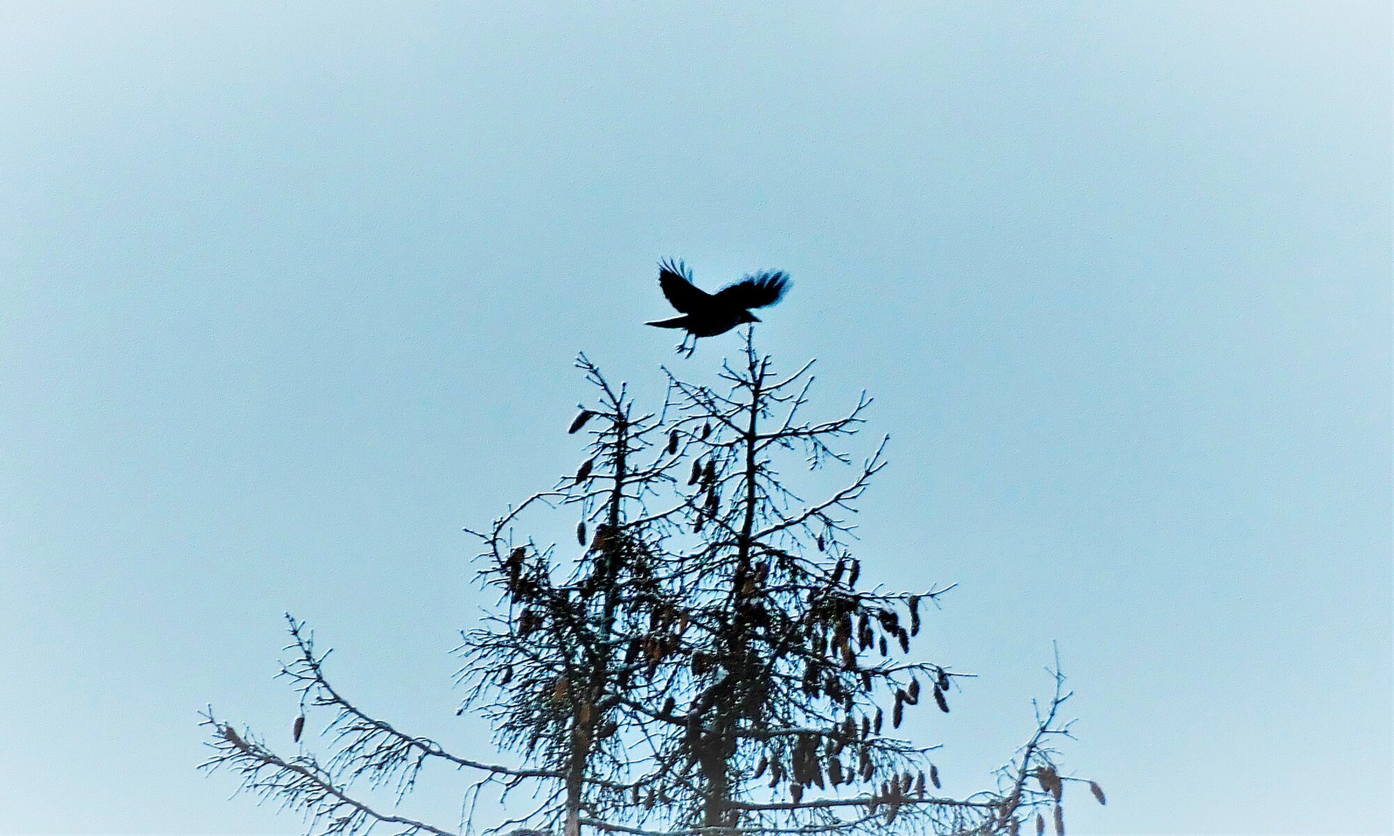 Valokuvaaja: Arja Valtonen