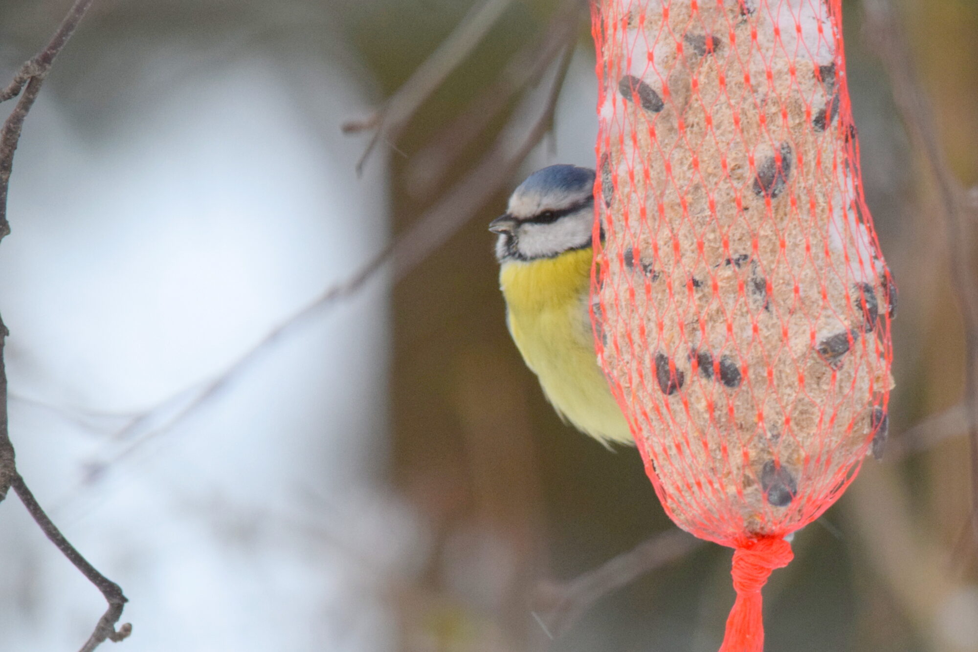 Valokuvaaja: Kaarlo Asikainen