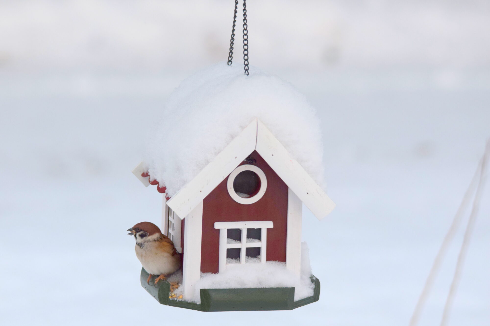 Valokuvaaja: Kaarlo Asikainen