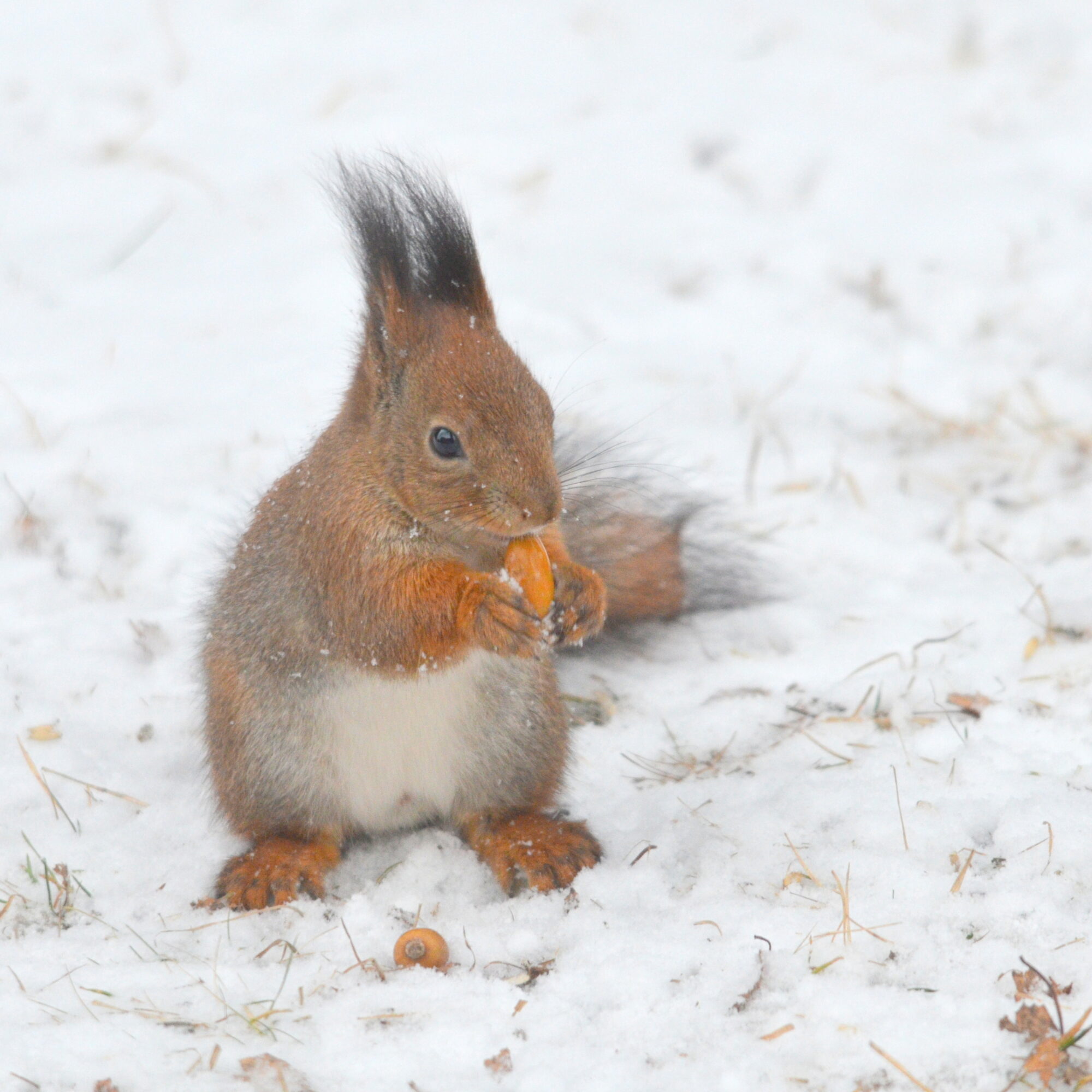 Valokuvaaja: Kaarlo Asikainen