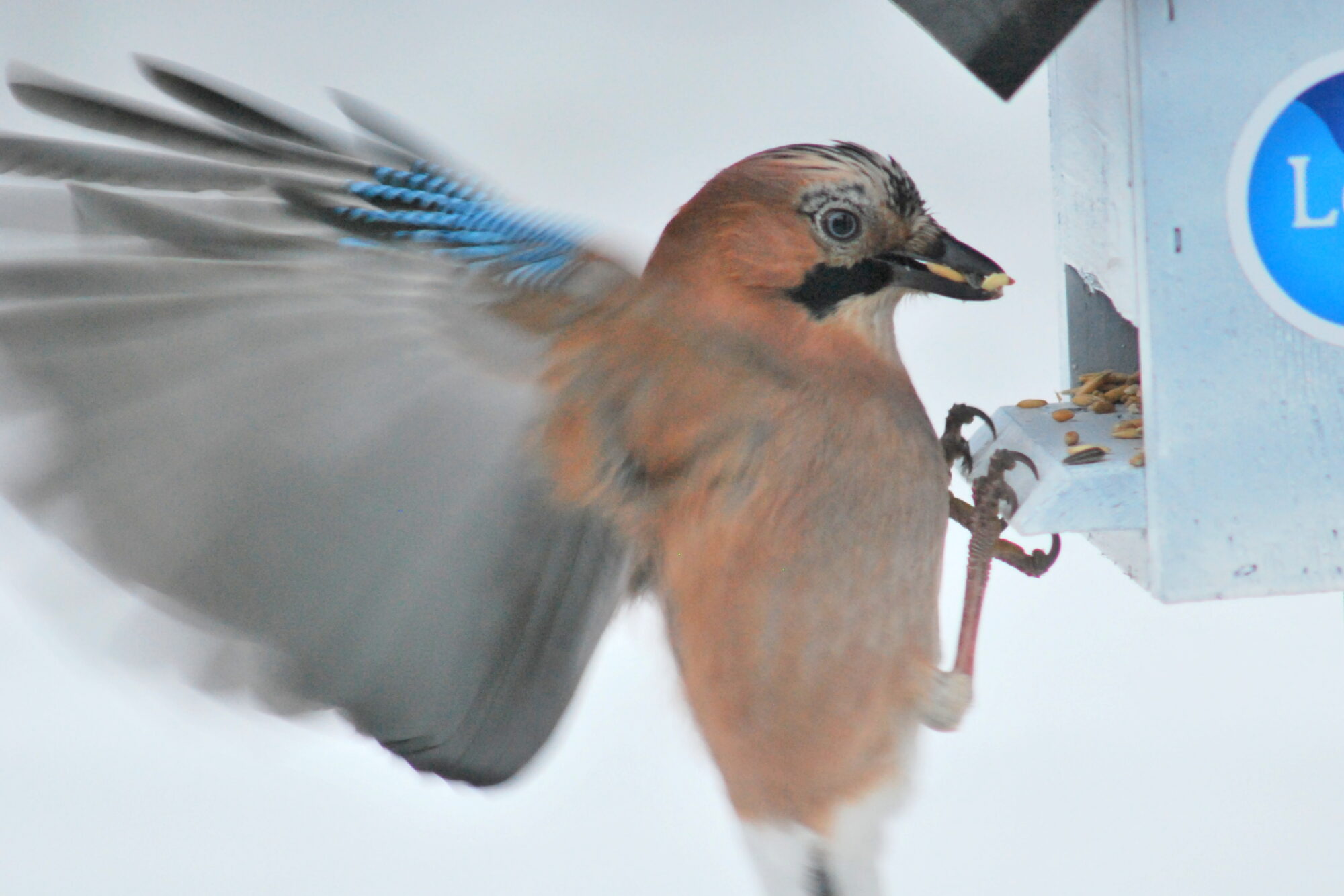 Valokuvaaja: Kaarlo Asikainen