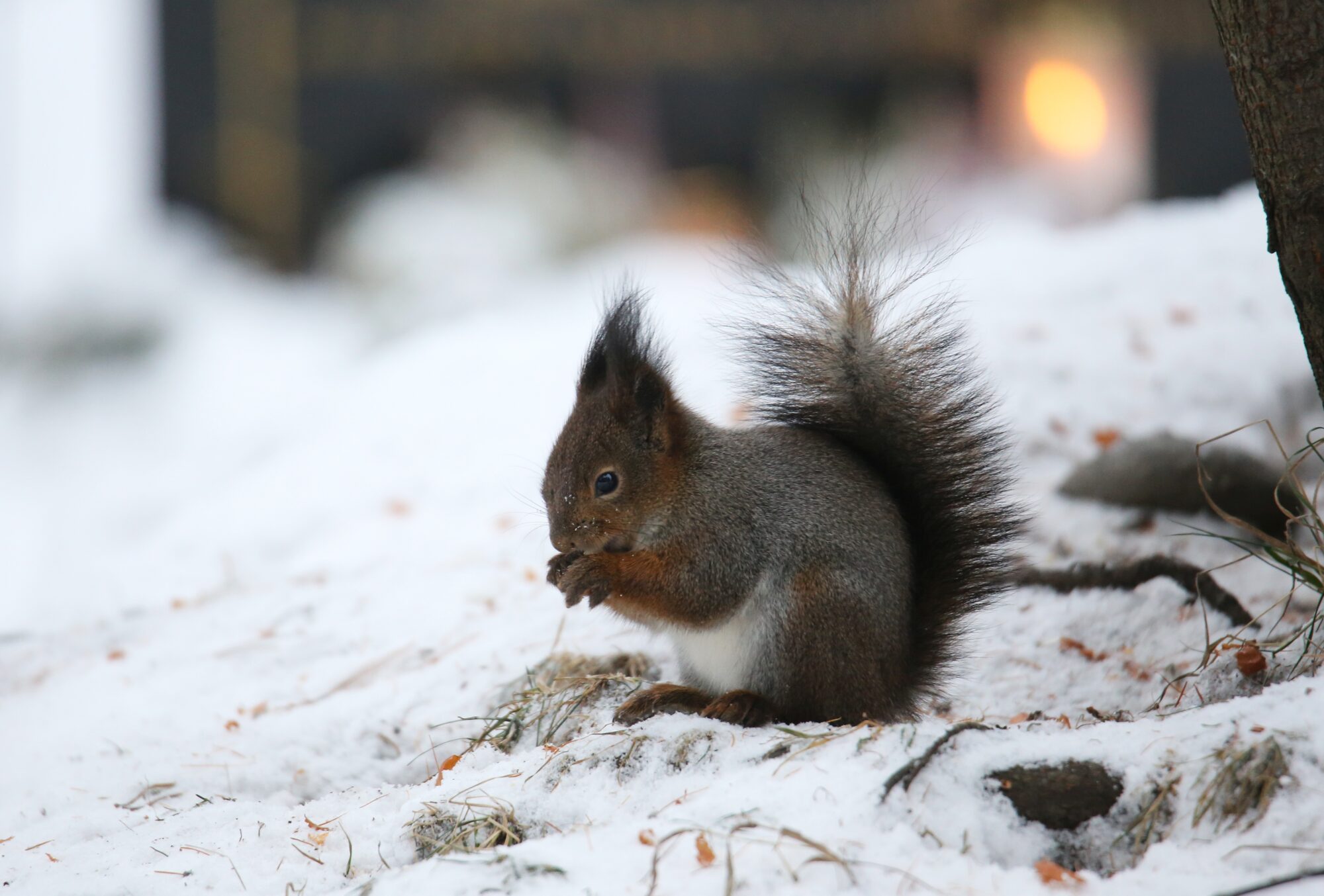 Valokuvaaja: Jaana Saarelainen