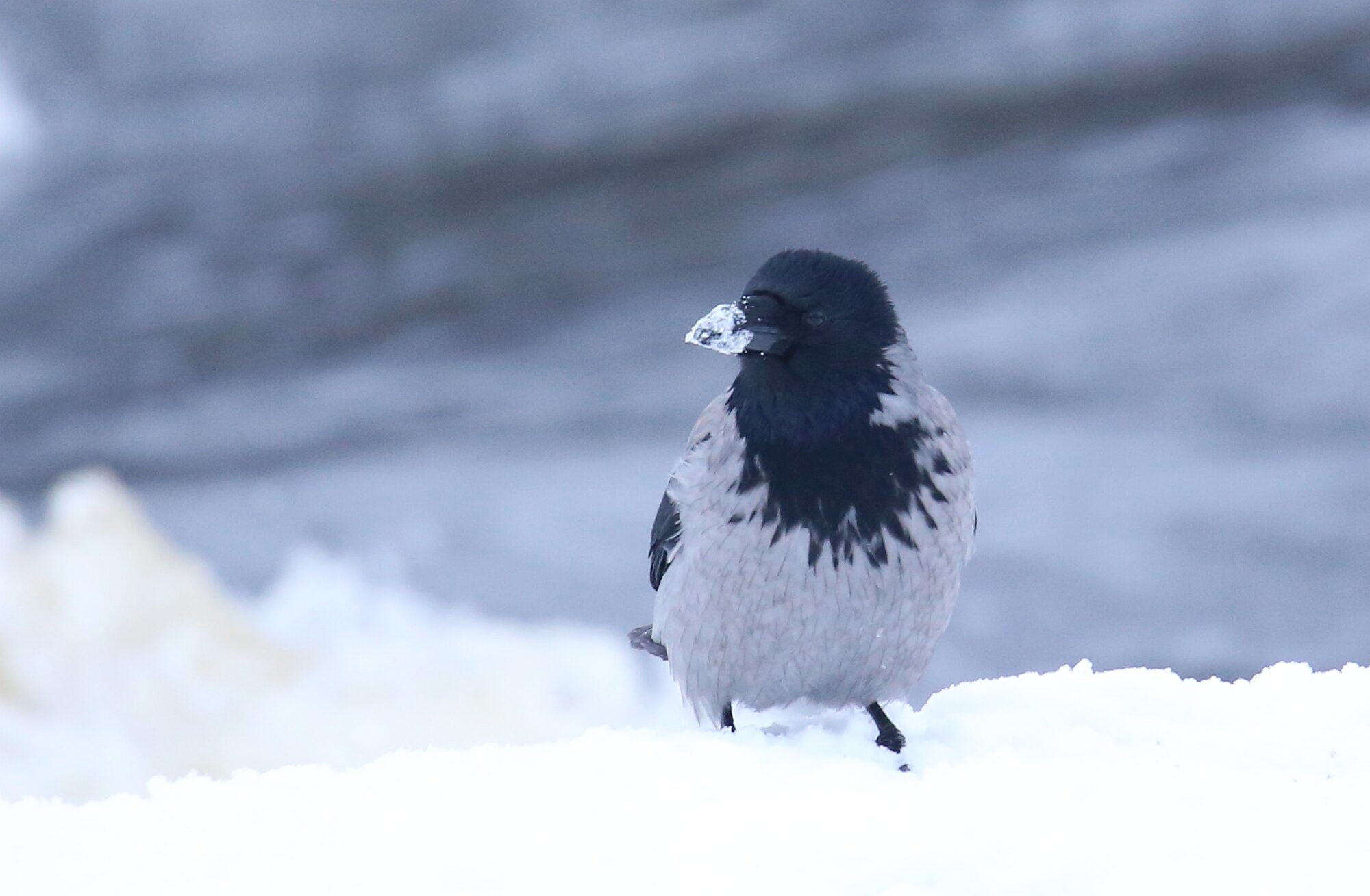 Valokuvaaja: Jaana Saarelainen