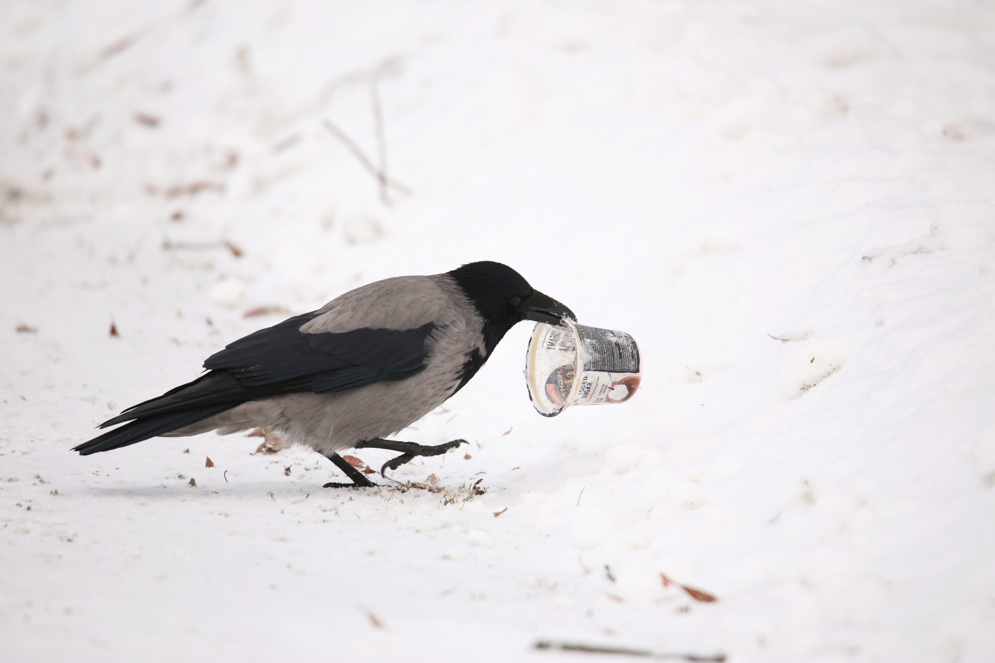 Valokuvaaja: Jaana Saarelainen