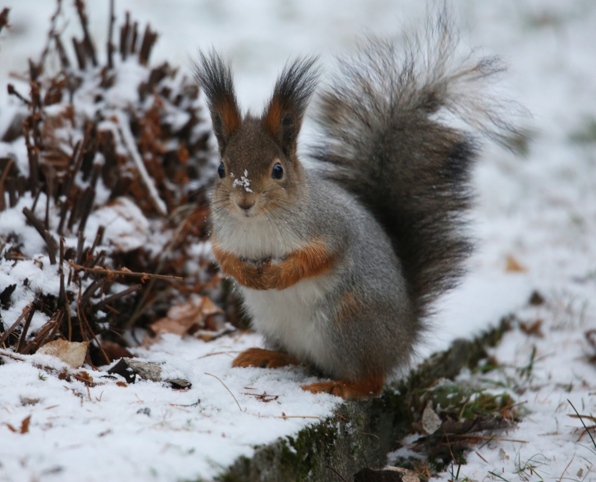 Valokuvaaja: Jaana Saarelainen Valokuvaaja: Jaana Saarelainen