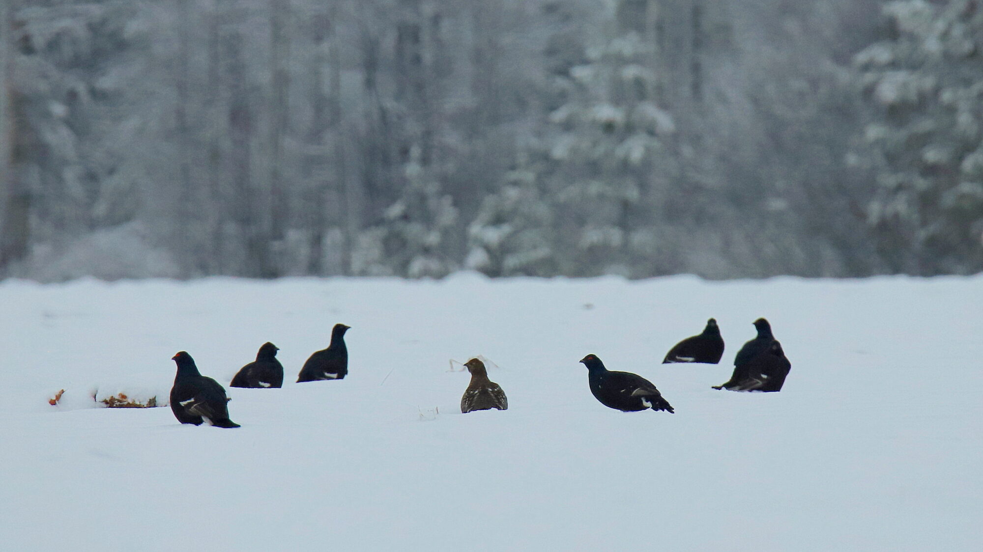 Valokuvaaja: sirpa Jyske