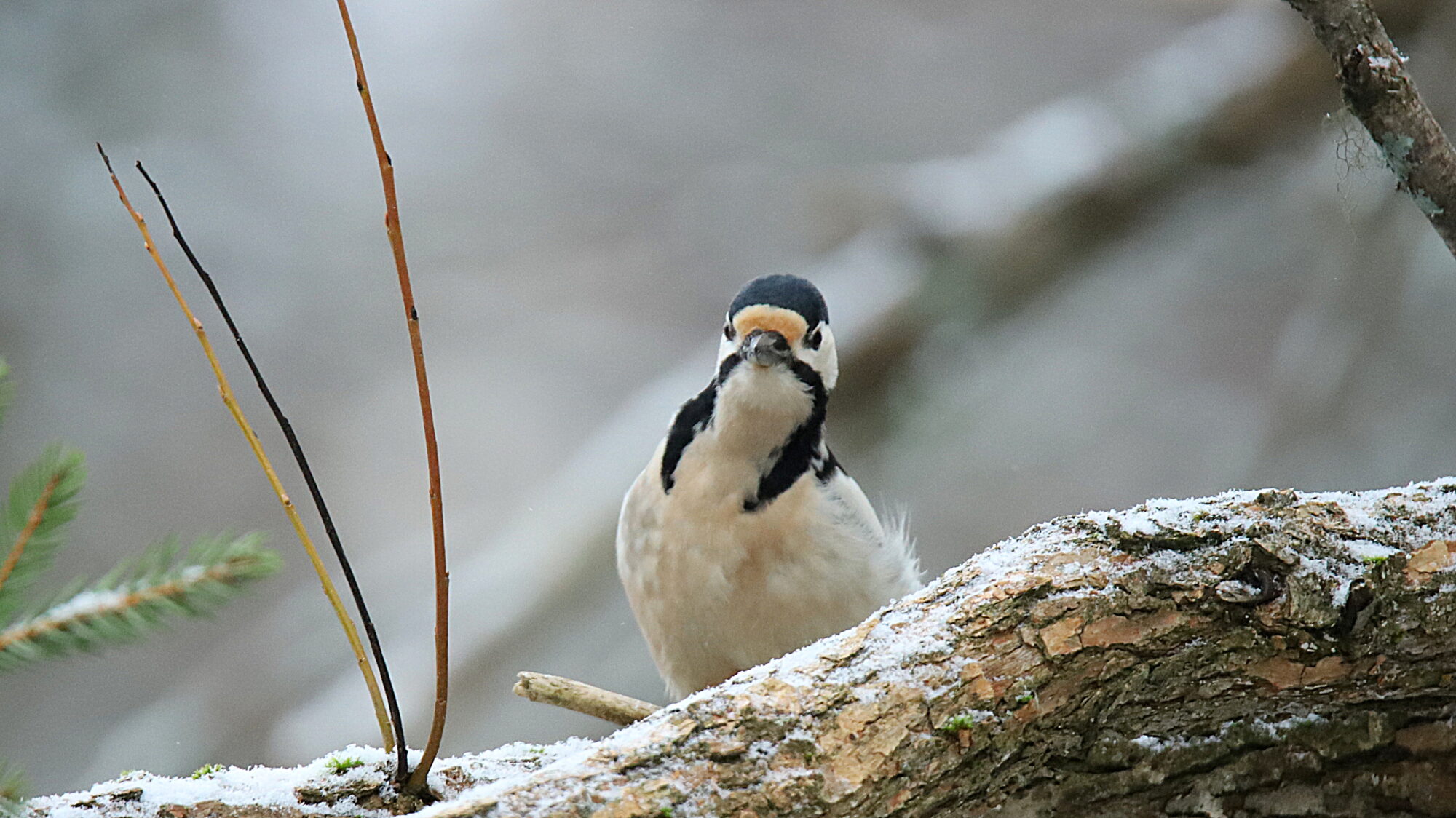 Valokuvaaja: sirpa Jyske Valokuvaaja: sirpa Jyske